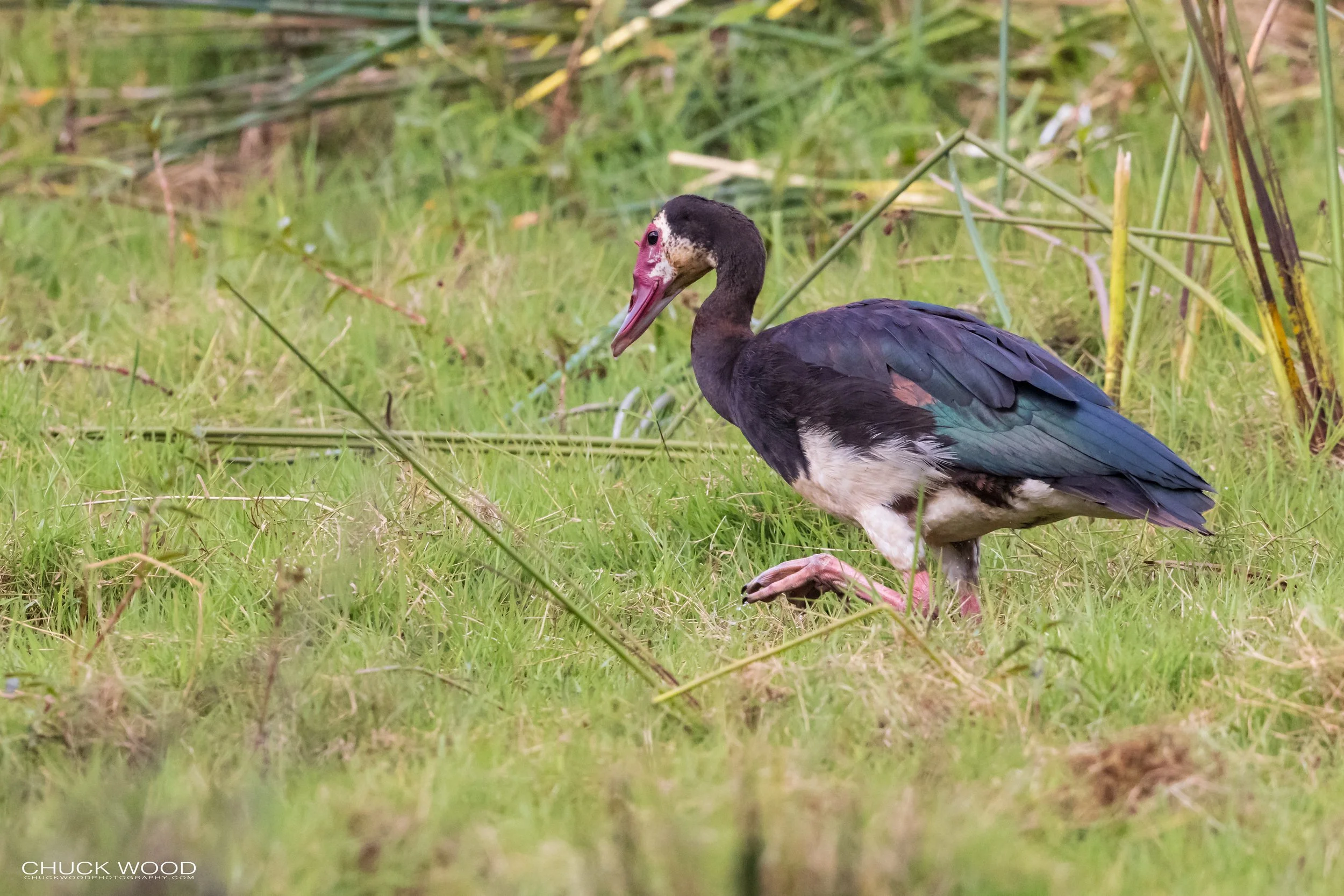  Arusha, Tanzania 2021 