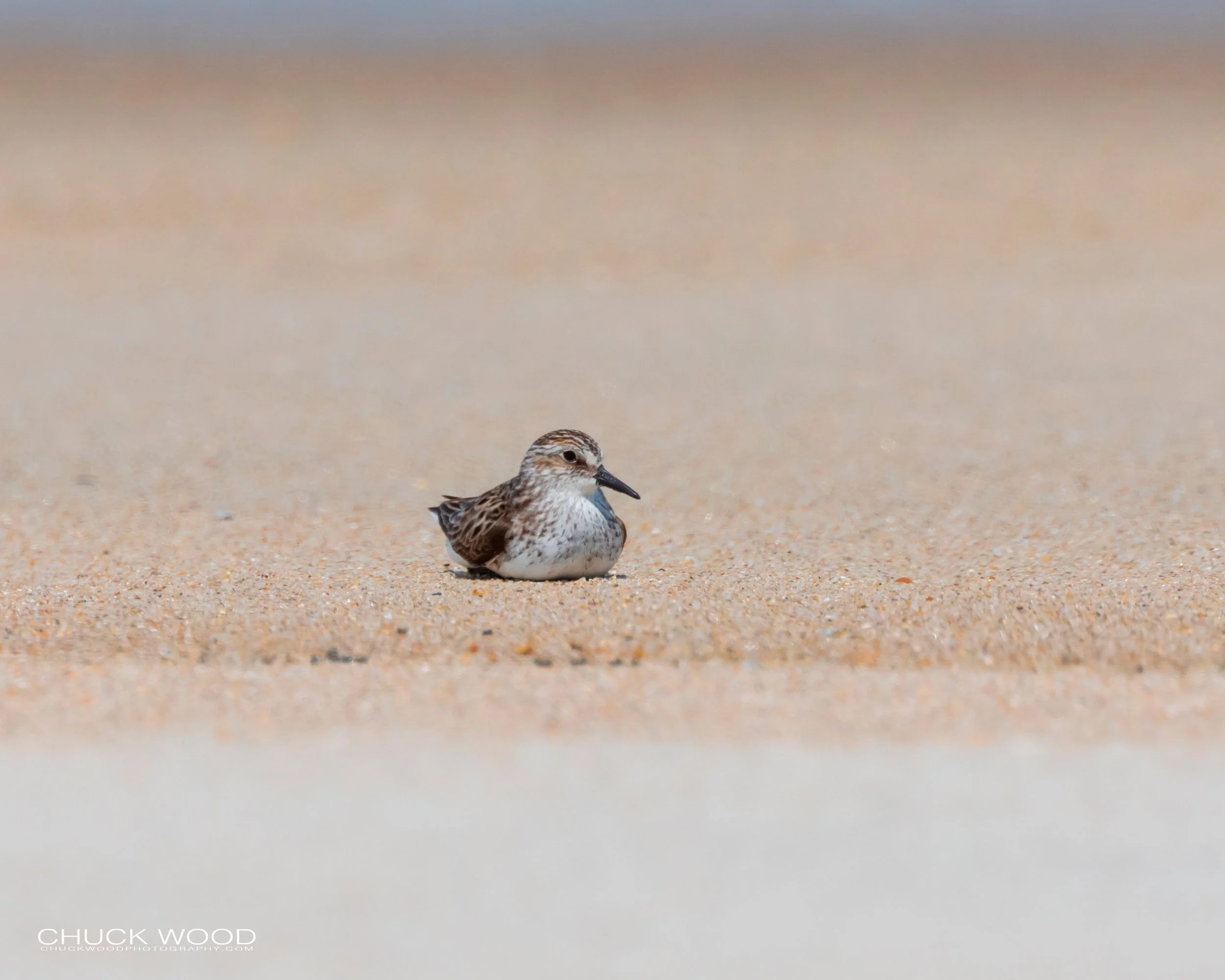  Pea Island NWR, NC 2019 