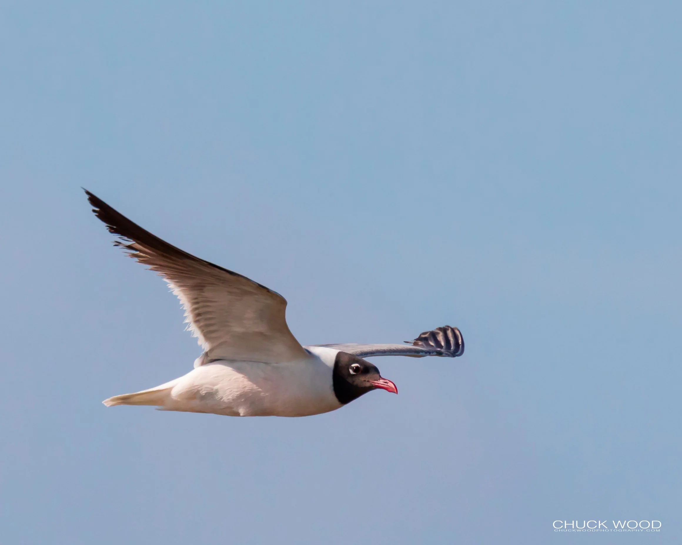  Forsythe NWR, NJ 2019 