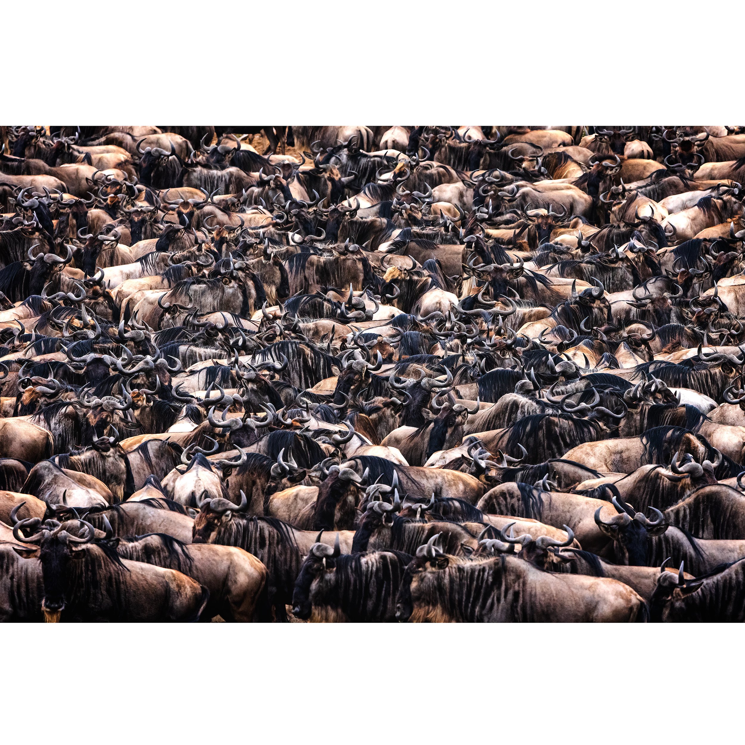 Mara-River-Crossing-II-2021-square.jpg
