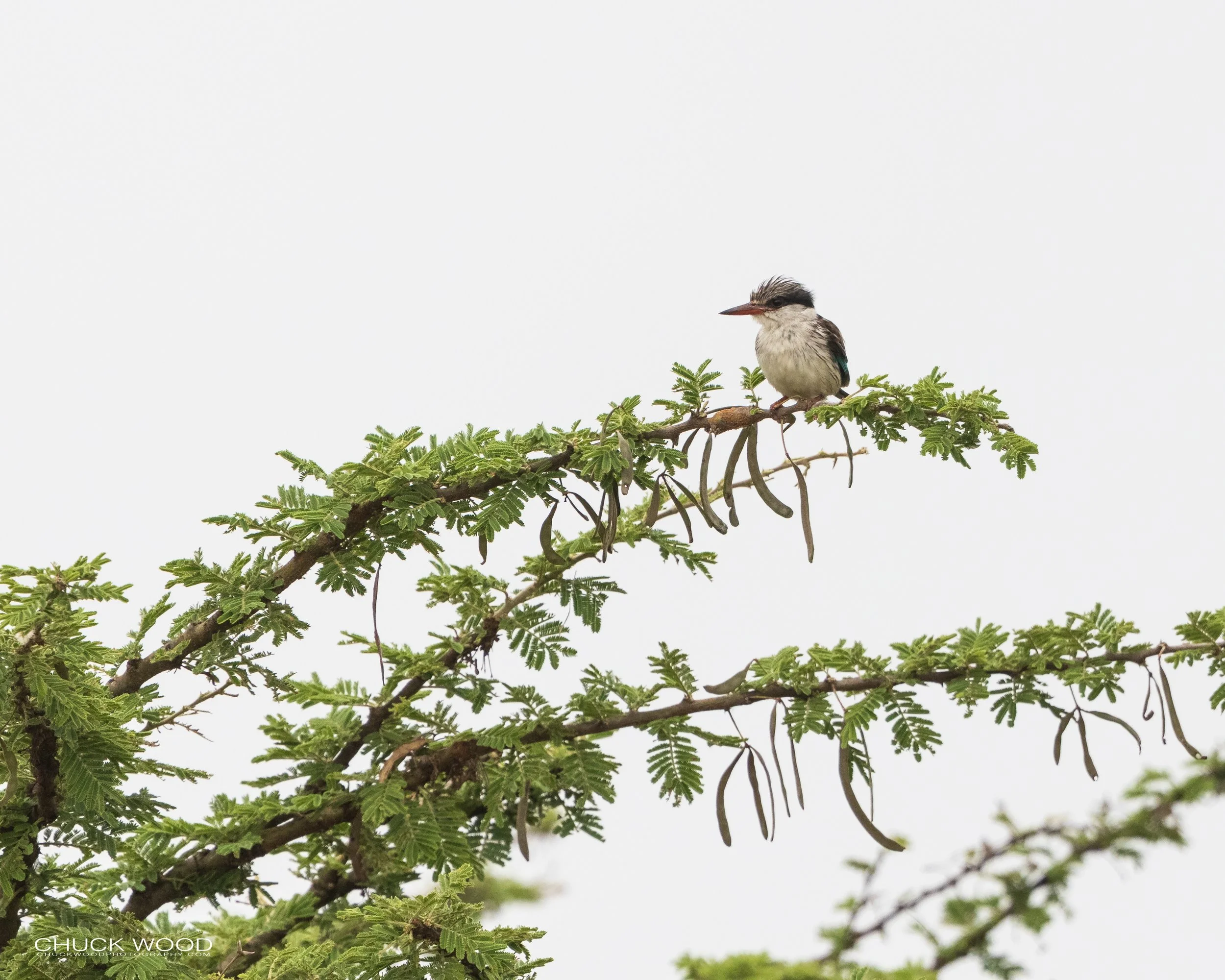  Serengeti, Tanzania 2021 