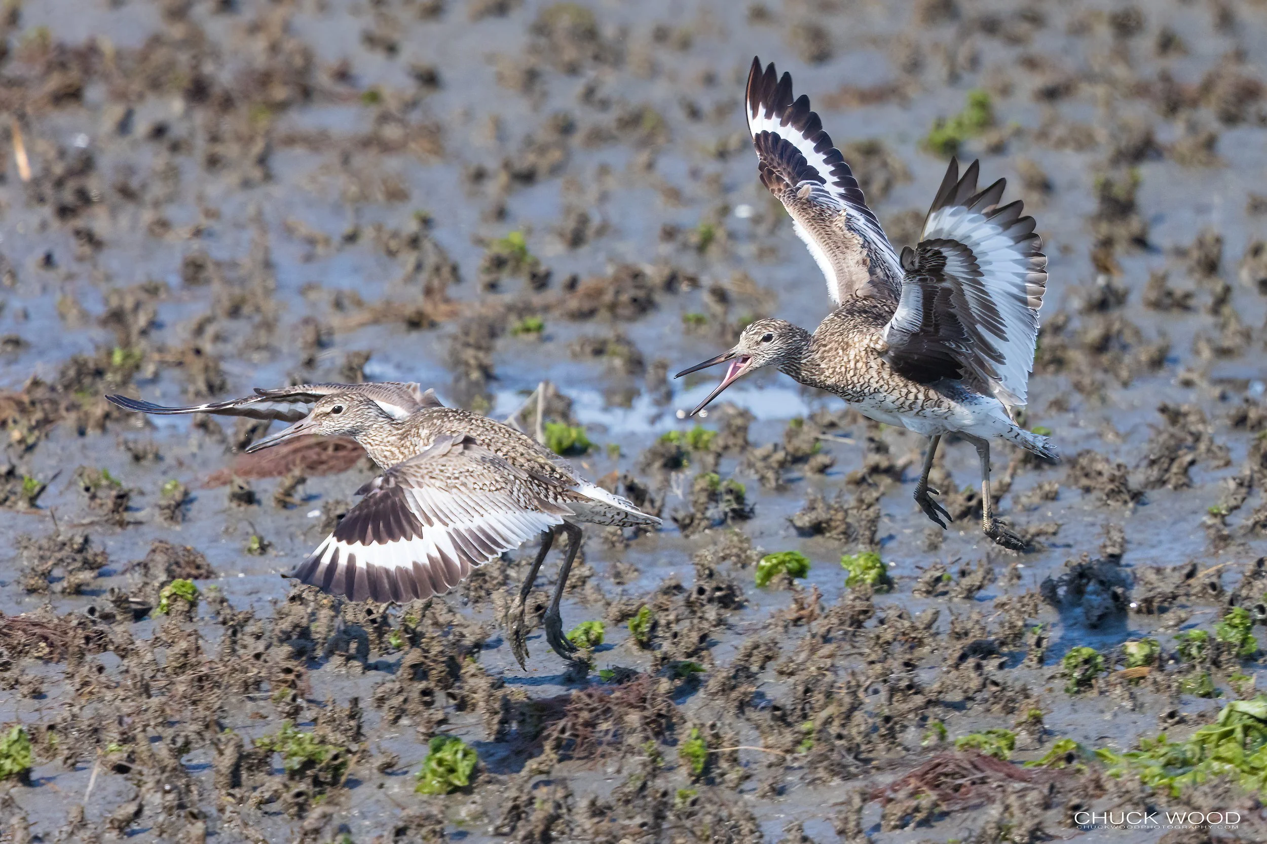   Forsythe NWR, NJ 2022 