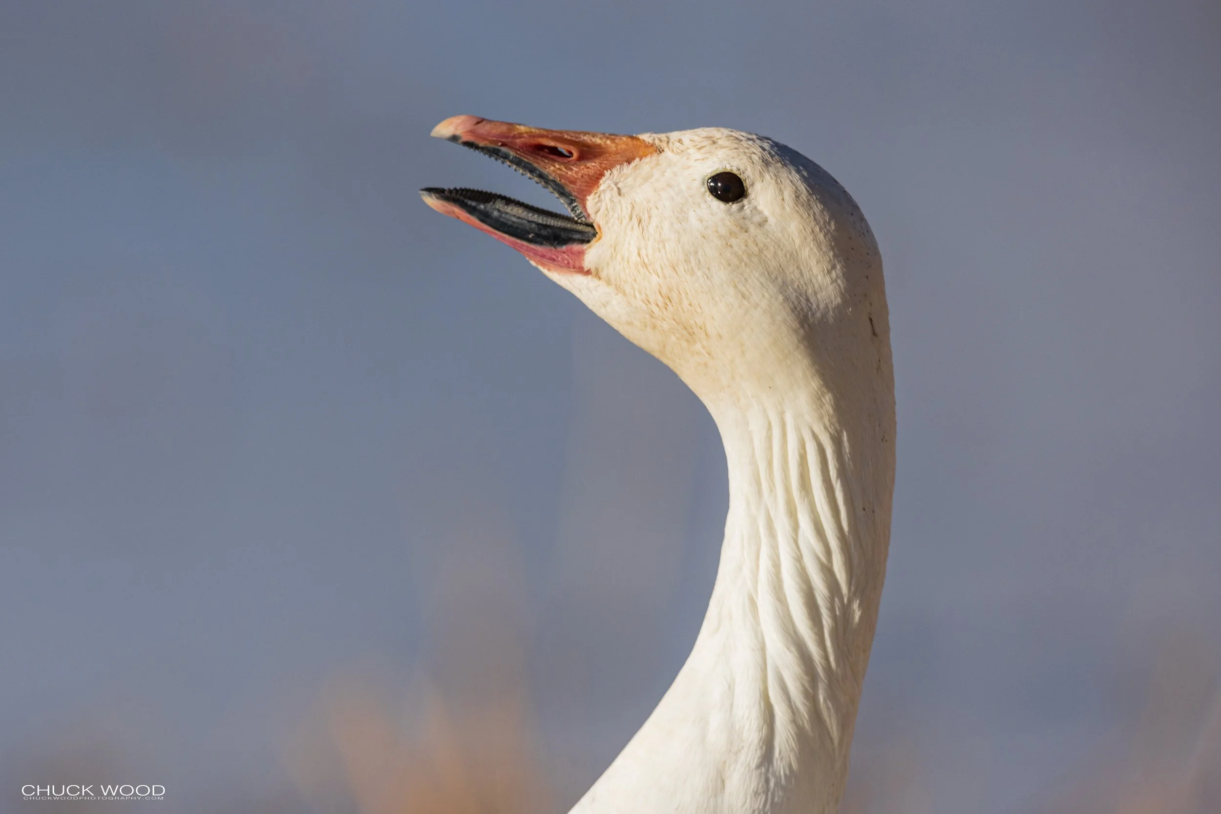  Bosque del Apache, NM 2021 