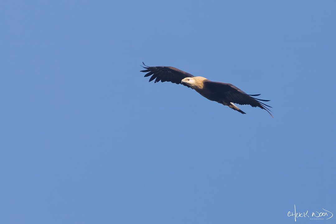  Jim Corbett National Park, India 2025 