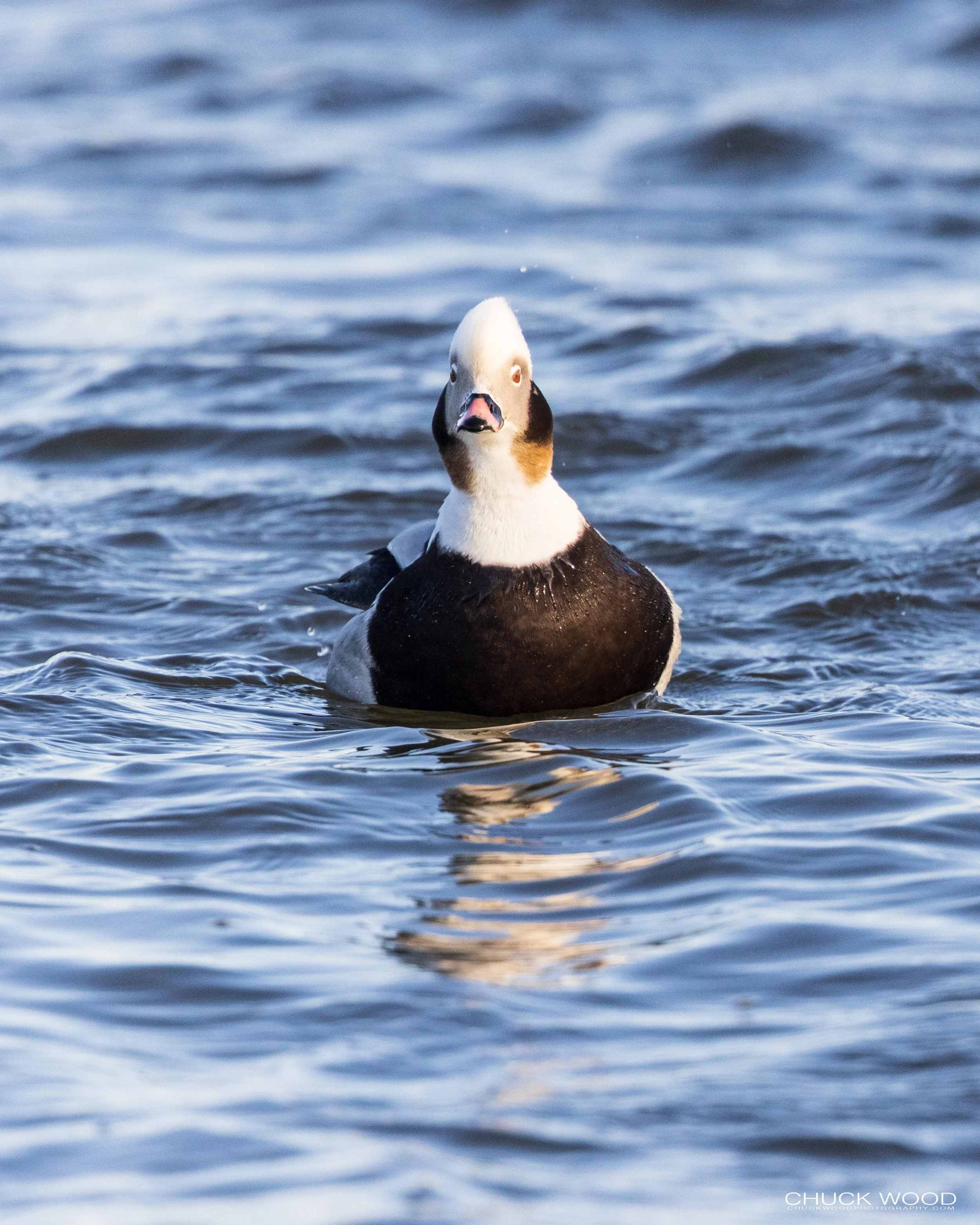  Barnegat Lighthouse, NJ 2021 