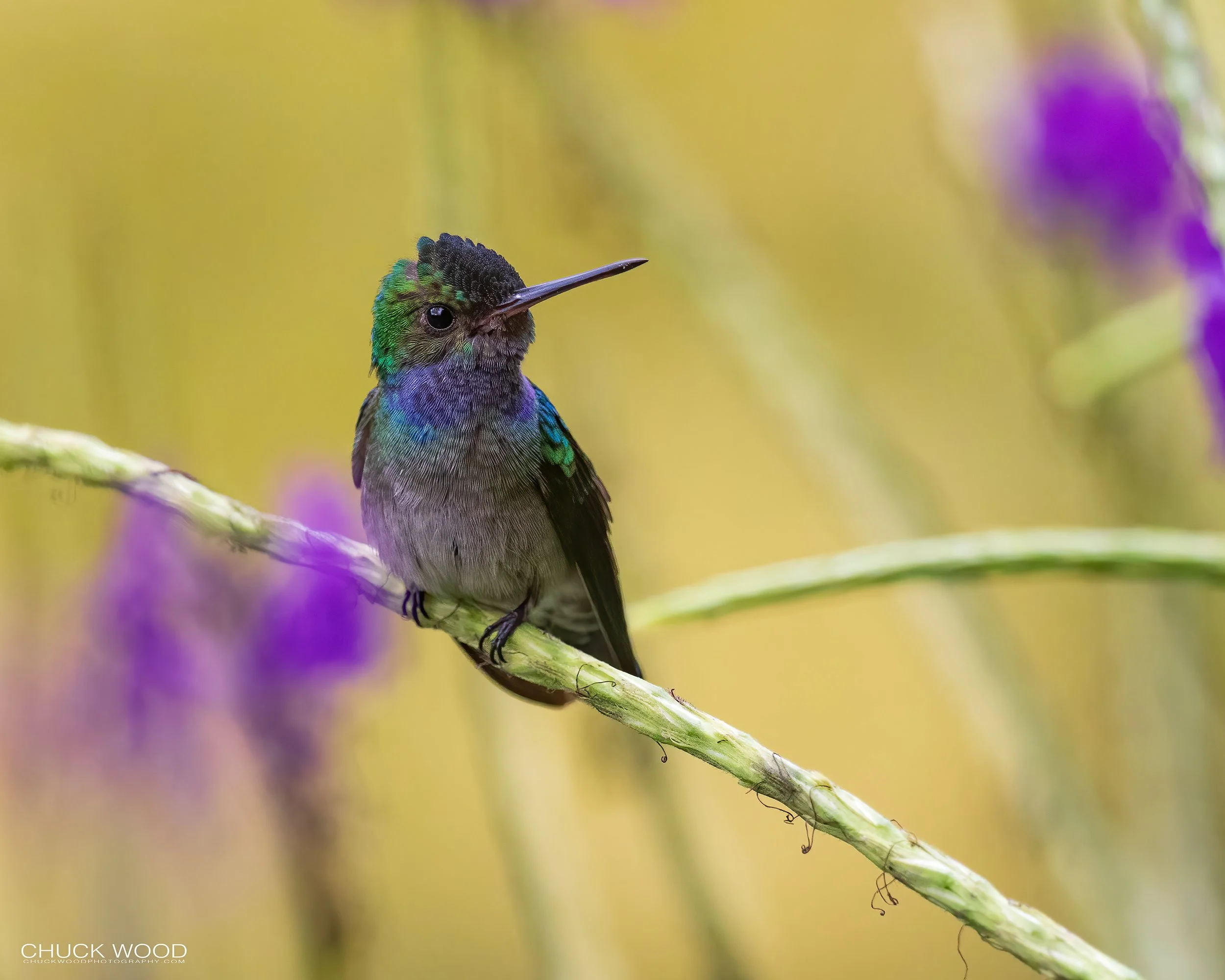  Macaw Lodge, Costa Rica 2023 