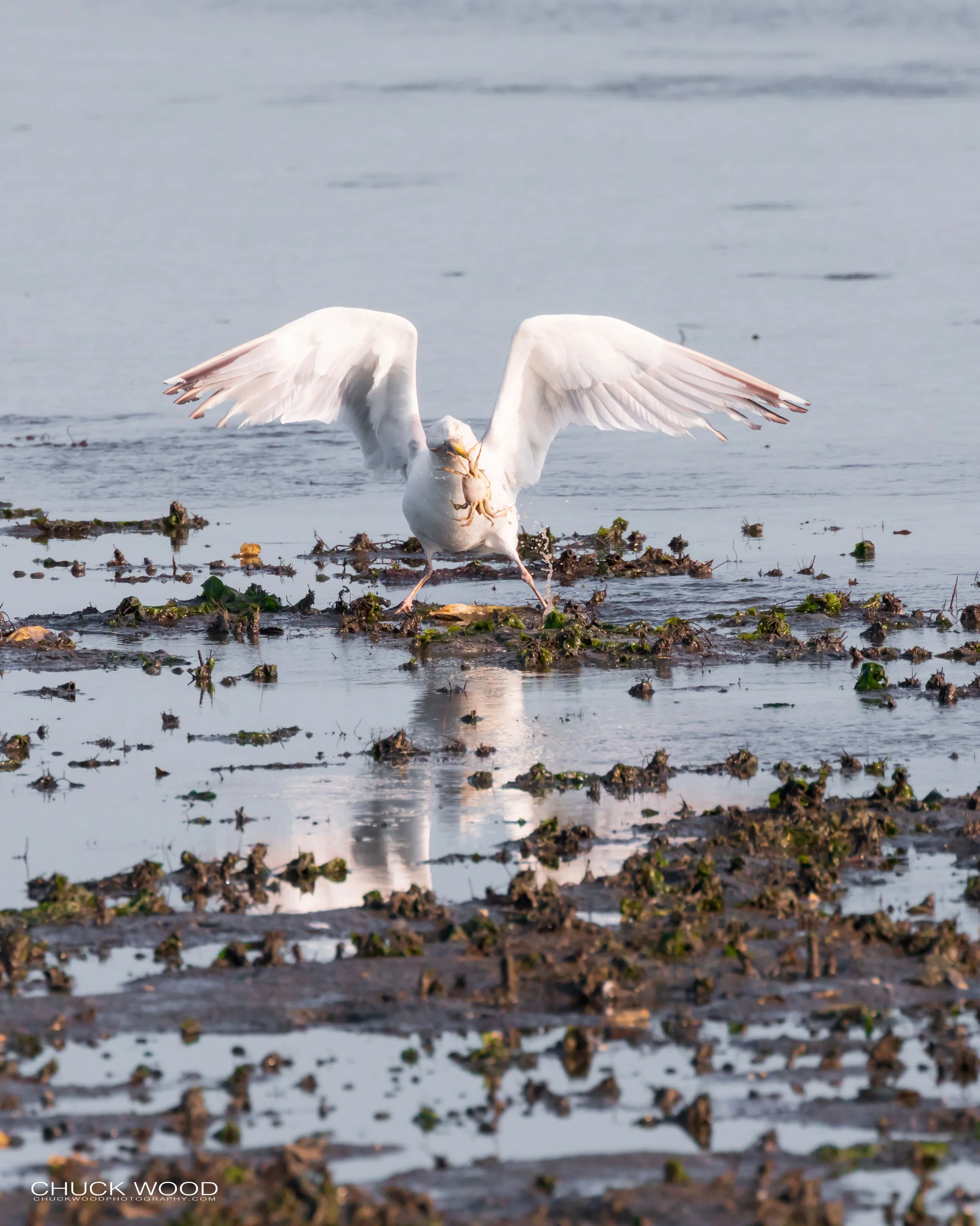  Forsyth NWR, NJ 2019 