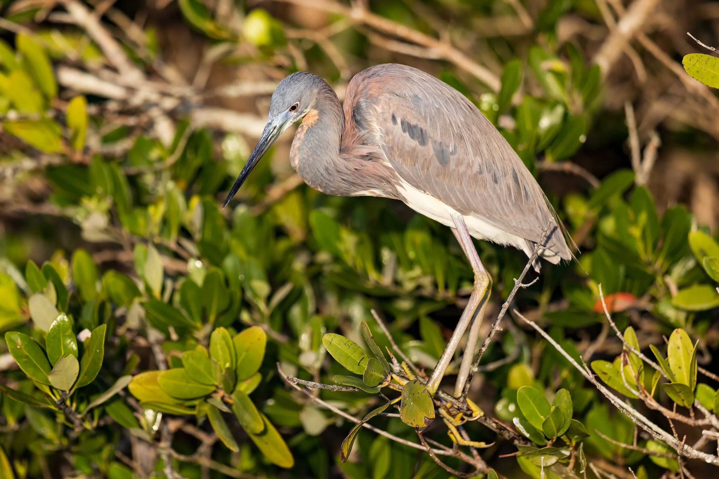  Merritt Island, FL 2023 