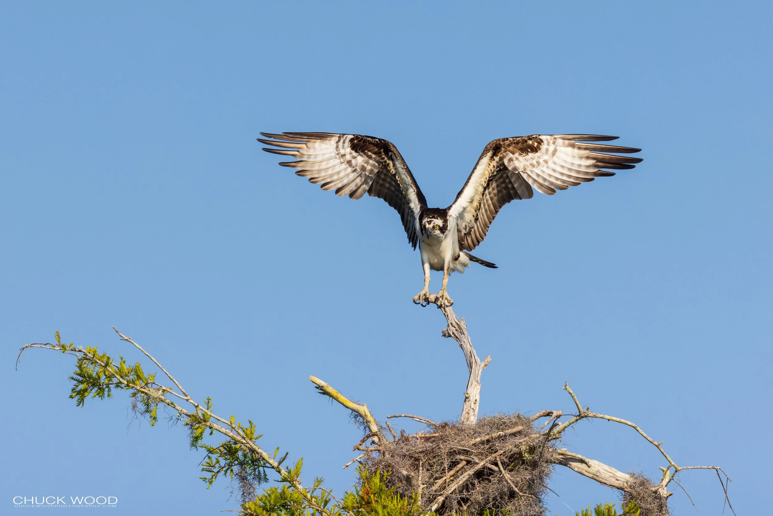 Blue Cypress, FL 2021