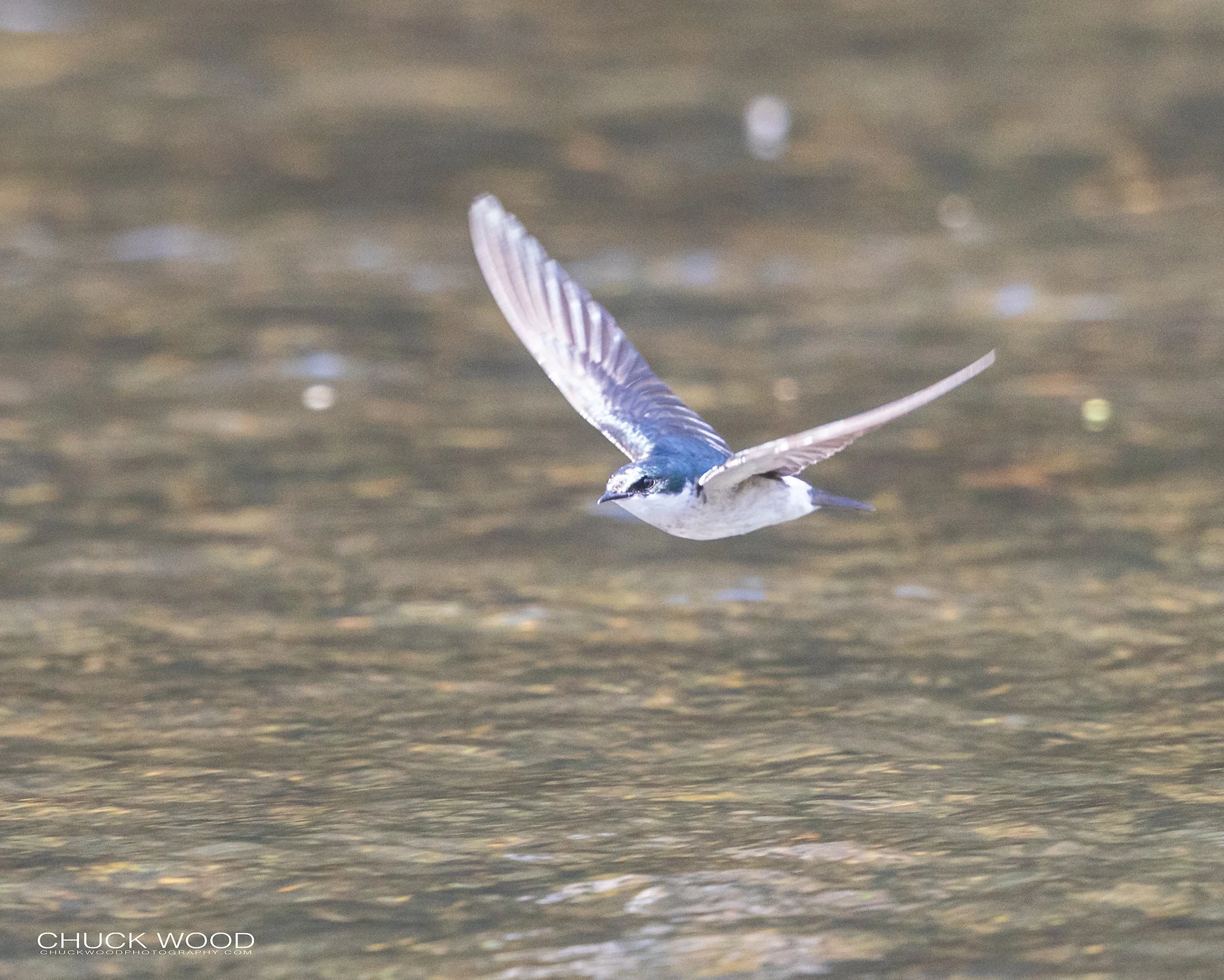  Osa Peninsula, Costa Rica 2022 
