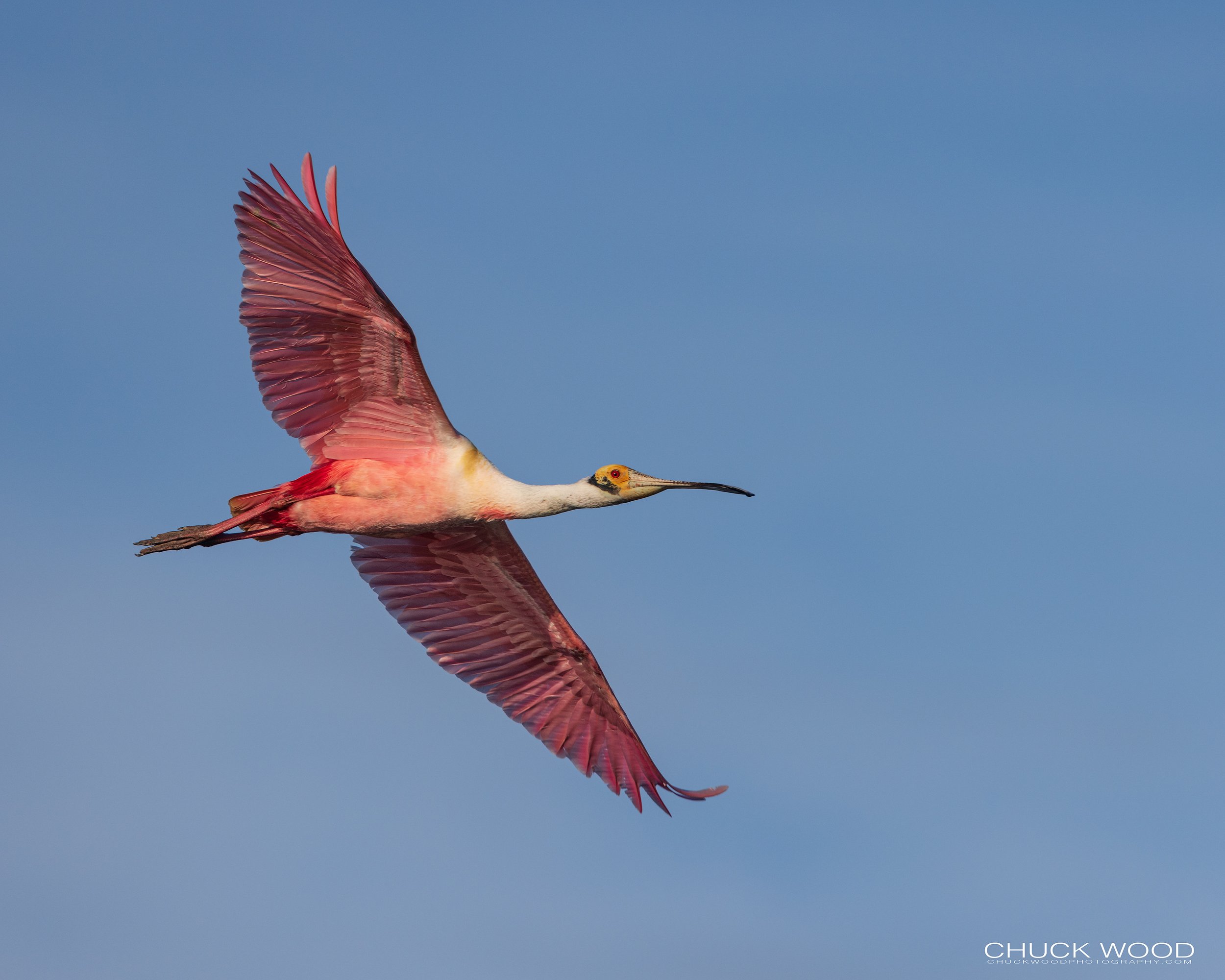  Stick Marsh, FL 2022 