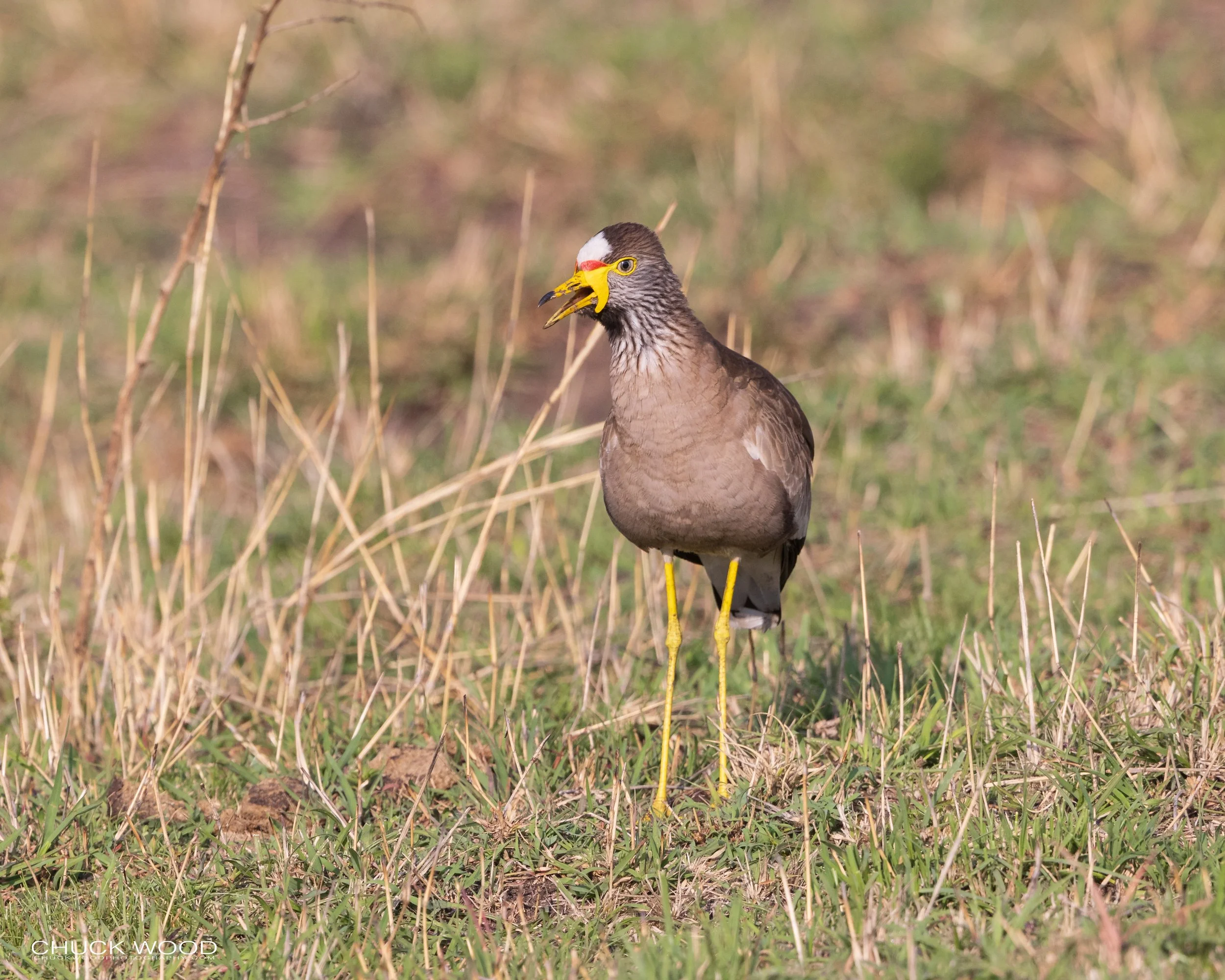  Serengeti, Tanzania 2021 