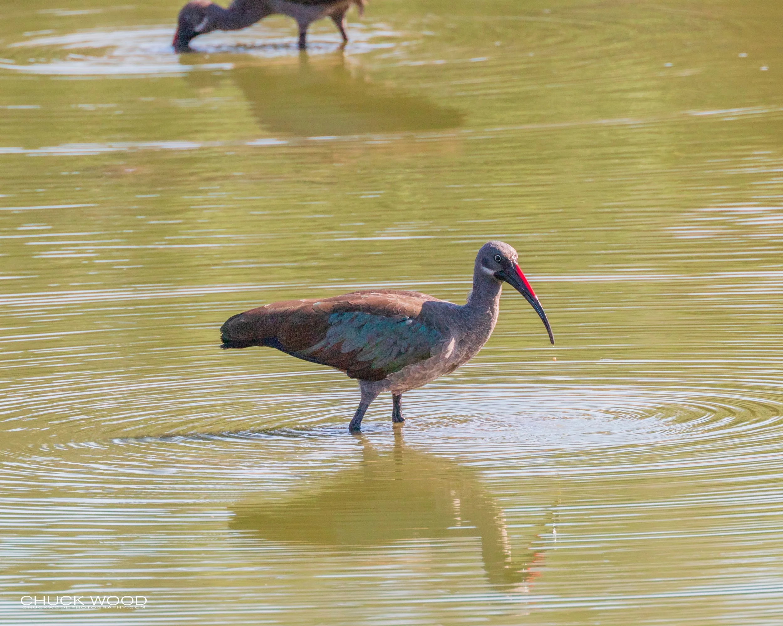 Mana Pools, Zimbabwe 2019 