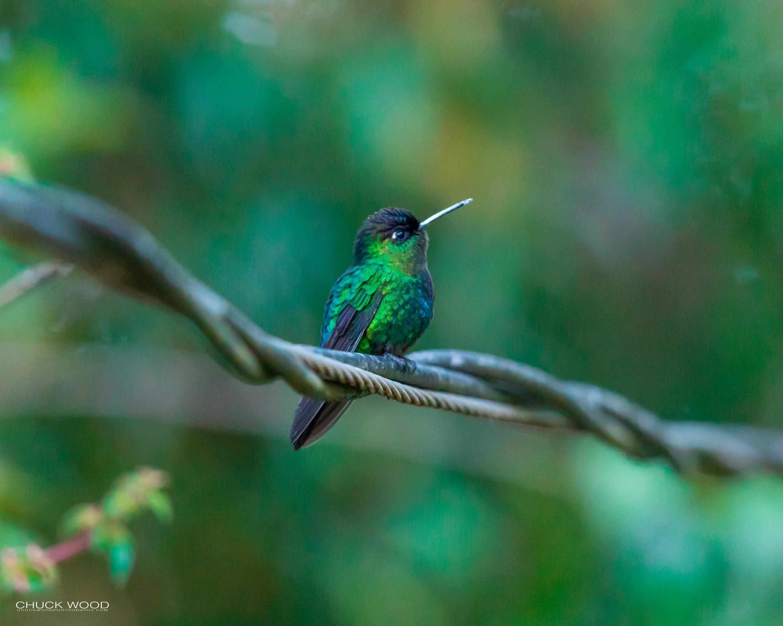  Paraiso Quetzal, Costa Rica 2020 