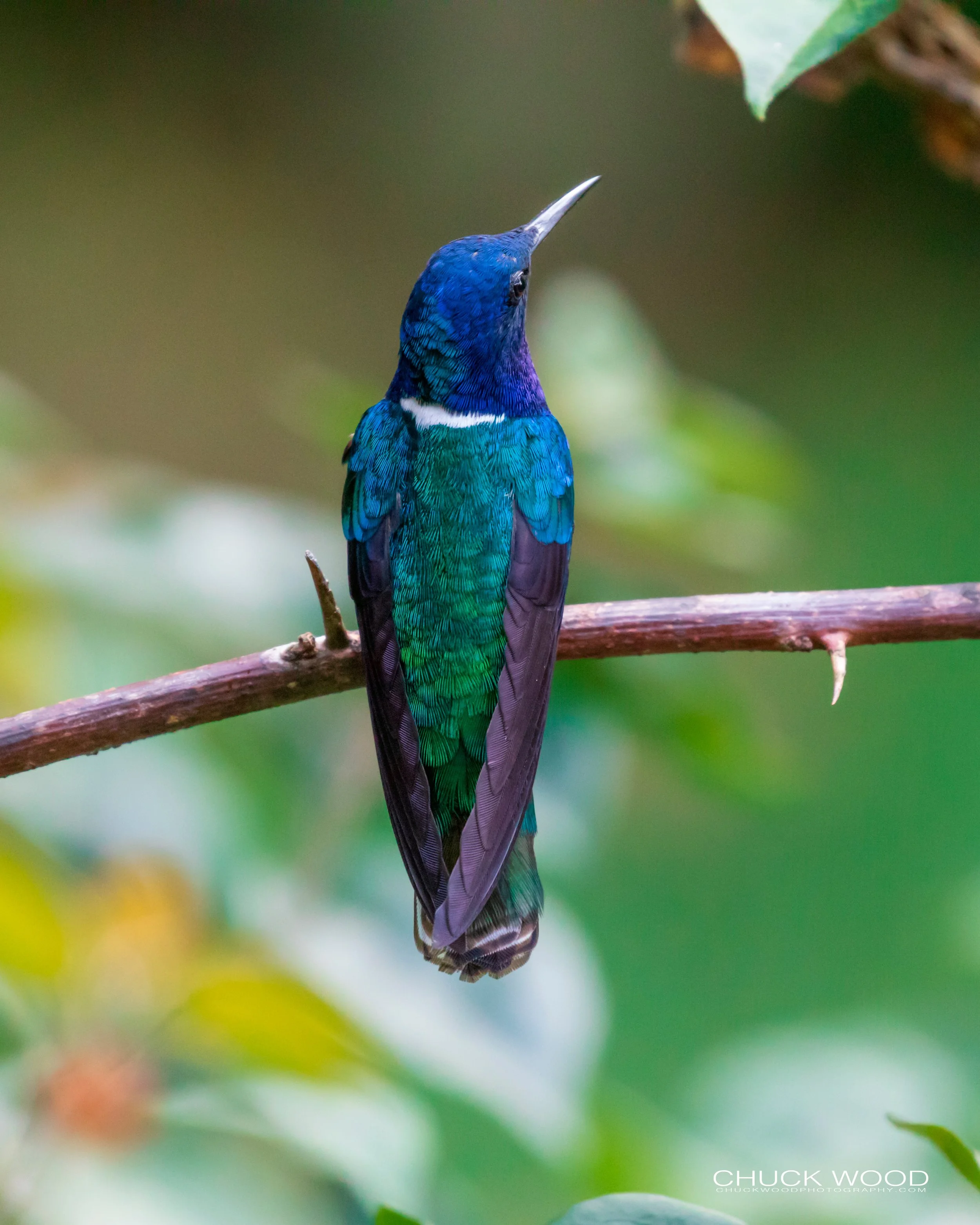  Rancho Naturalista, Costa Rica 2020 