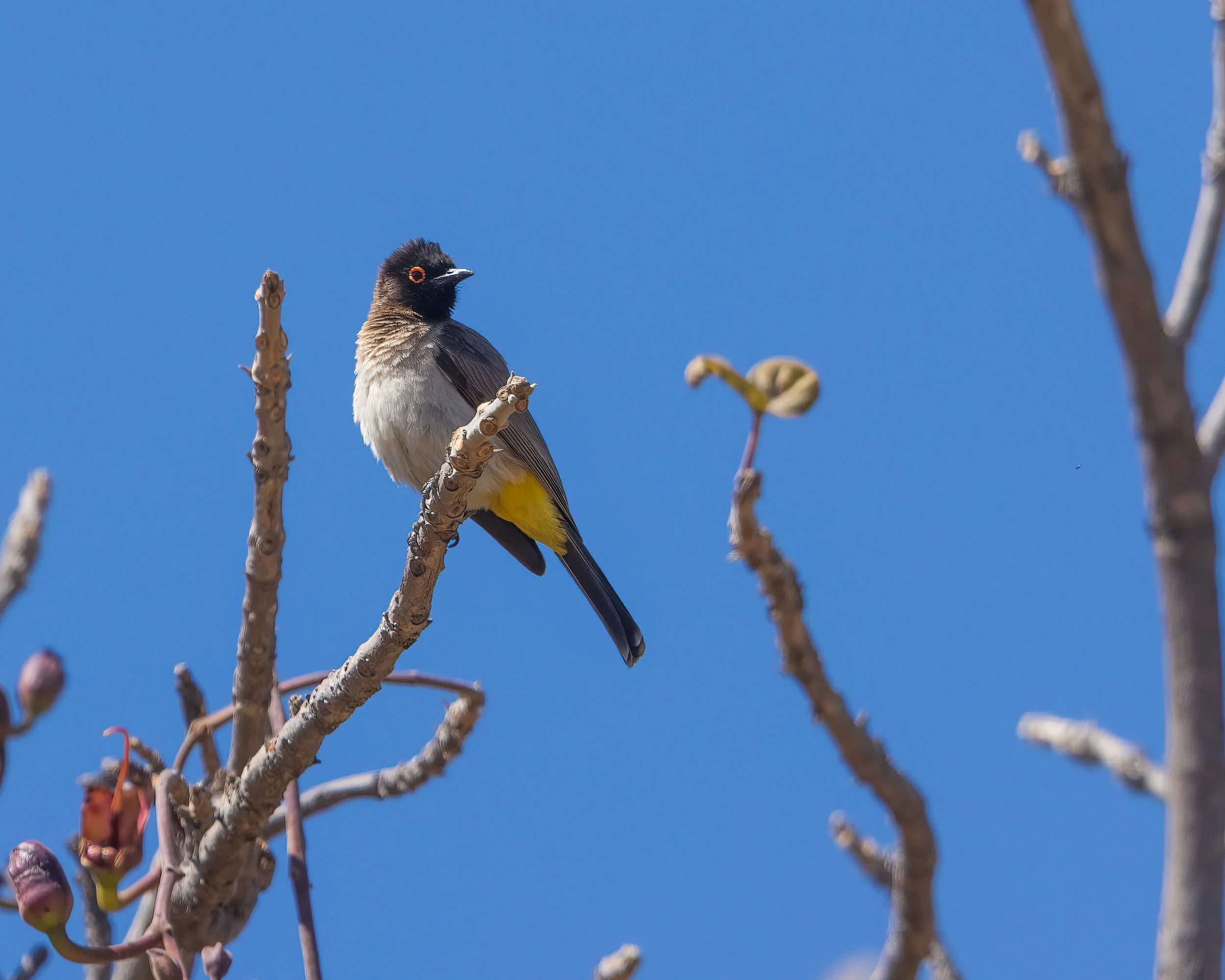  Moremi, Botswana 2023 