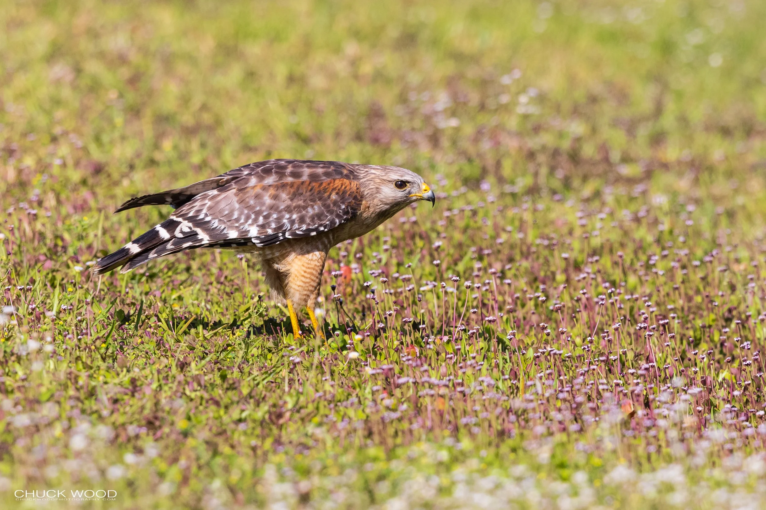  Blue Cypress, FL 2021 