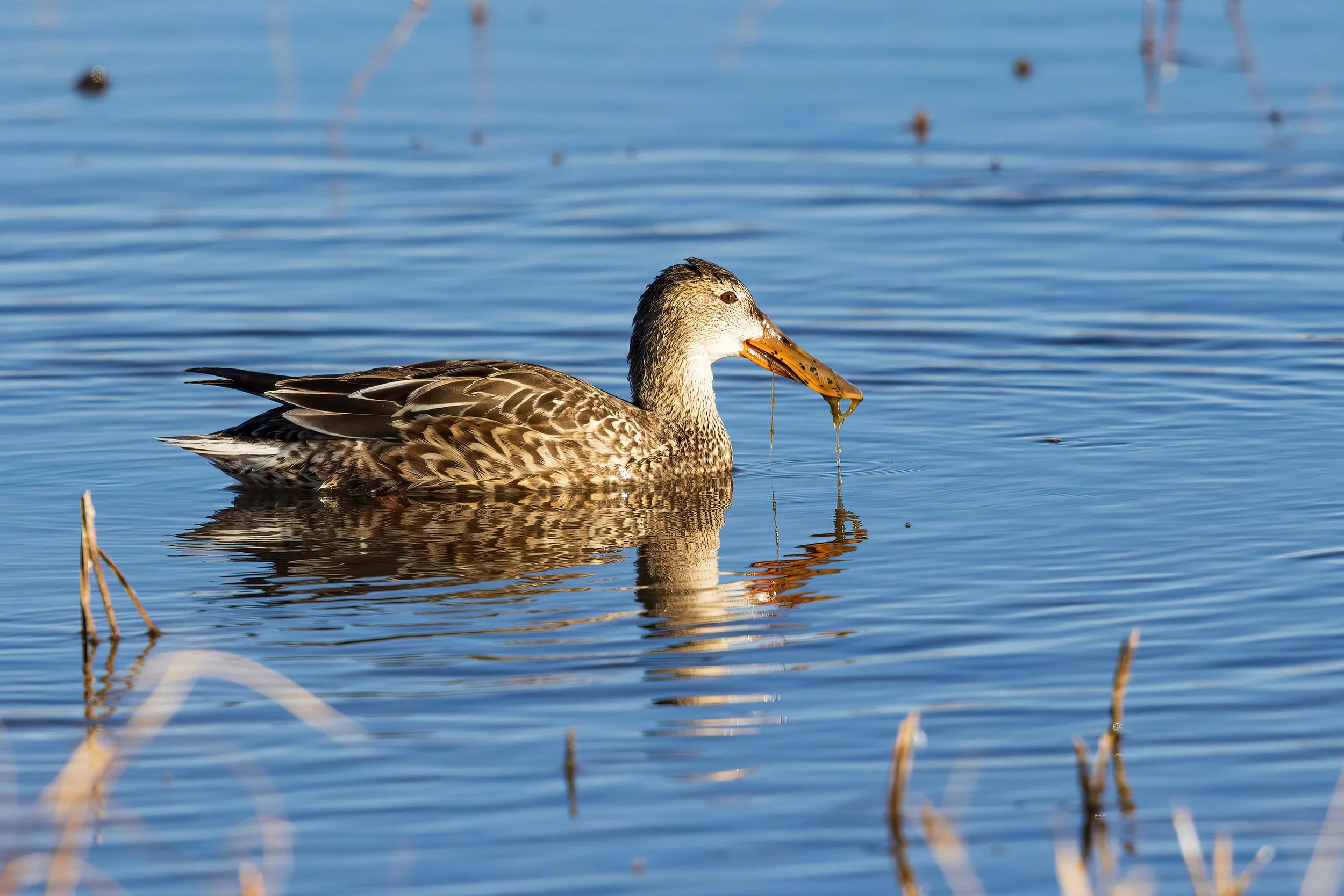  Bosque del Apache, NM 2021 