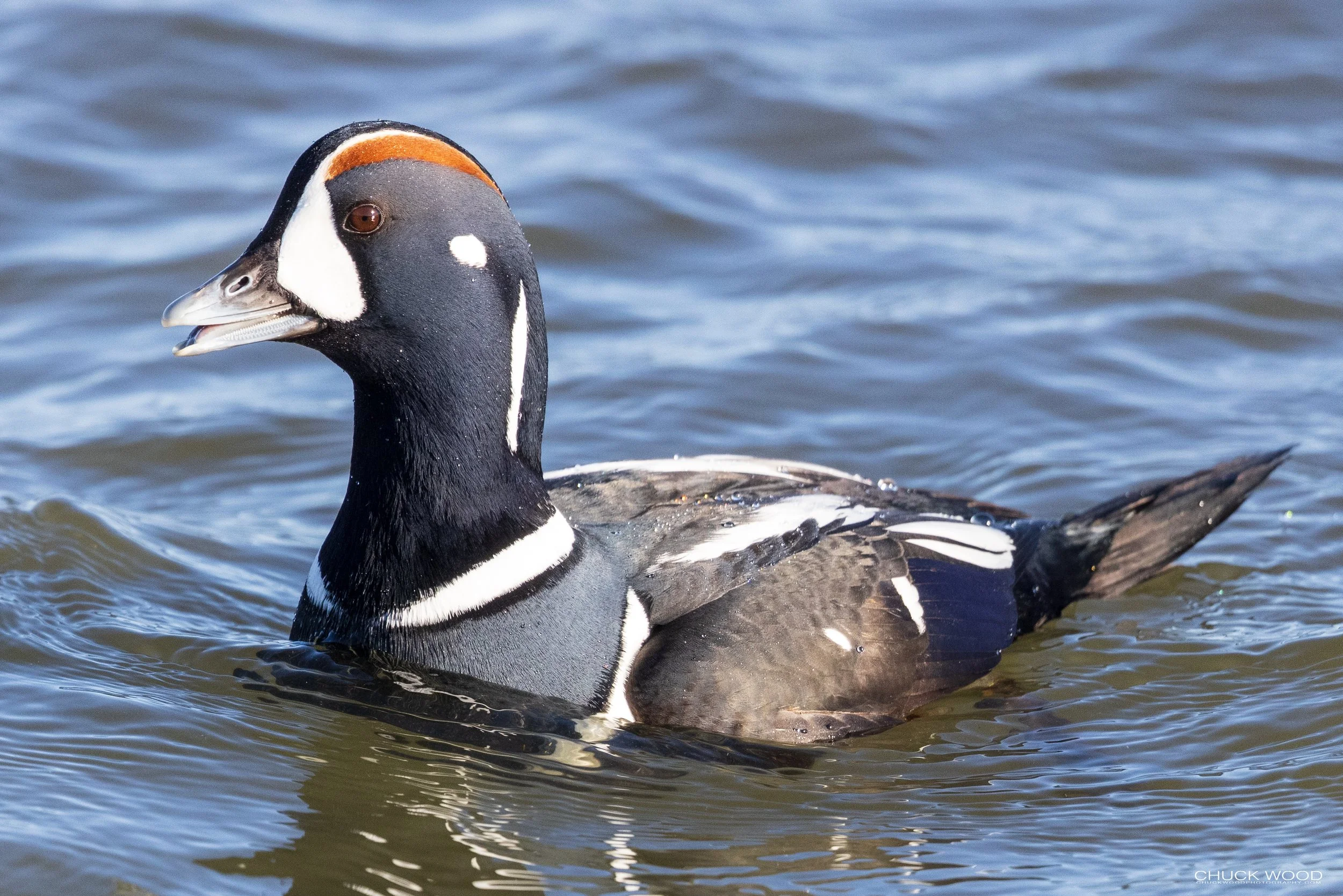  Barnegat Lighthouse, NJ 2021 