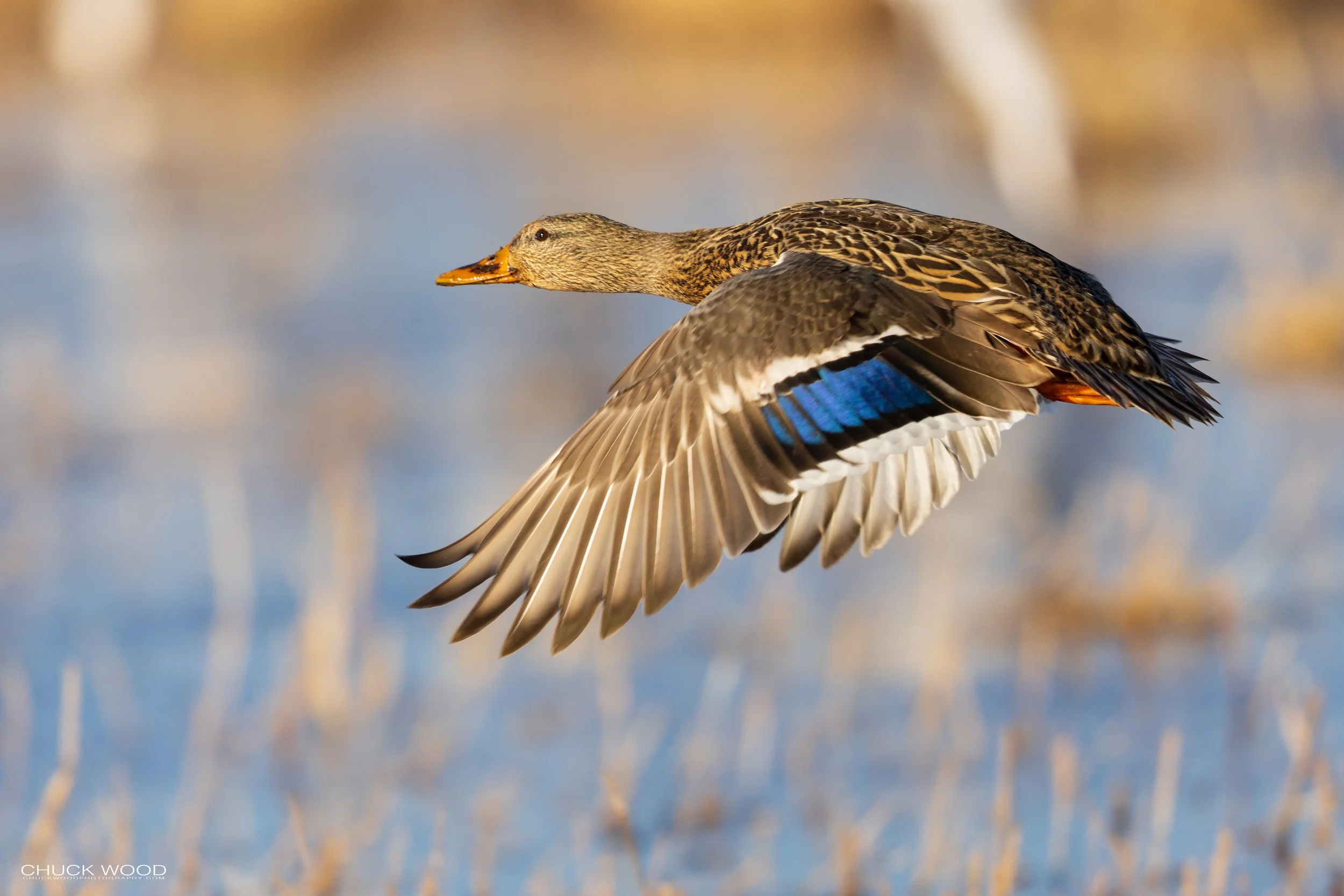  Bosque del Apache, NM 2021 