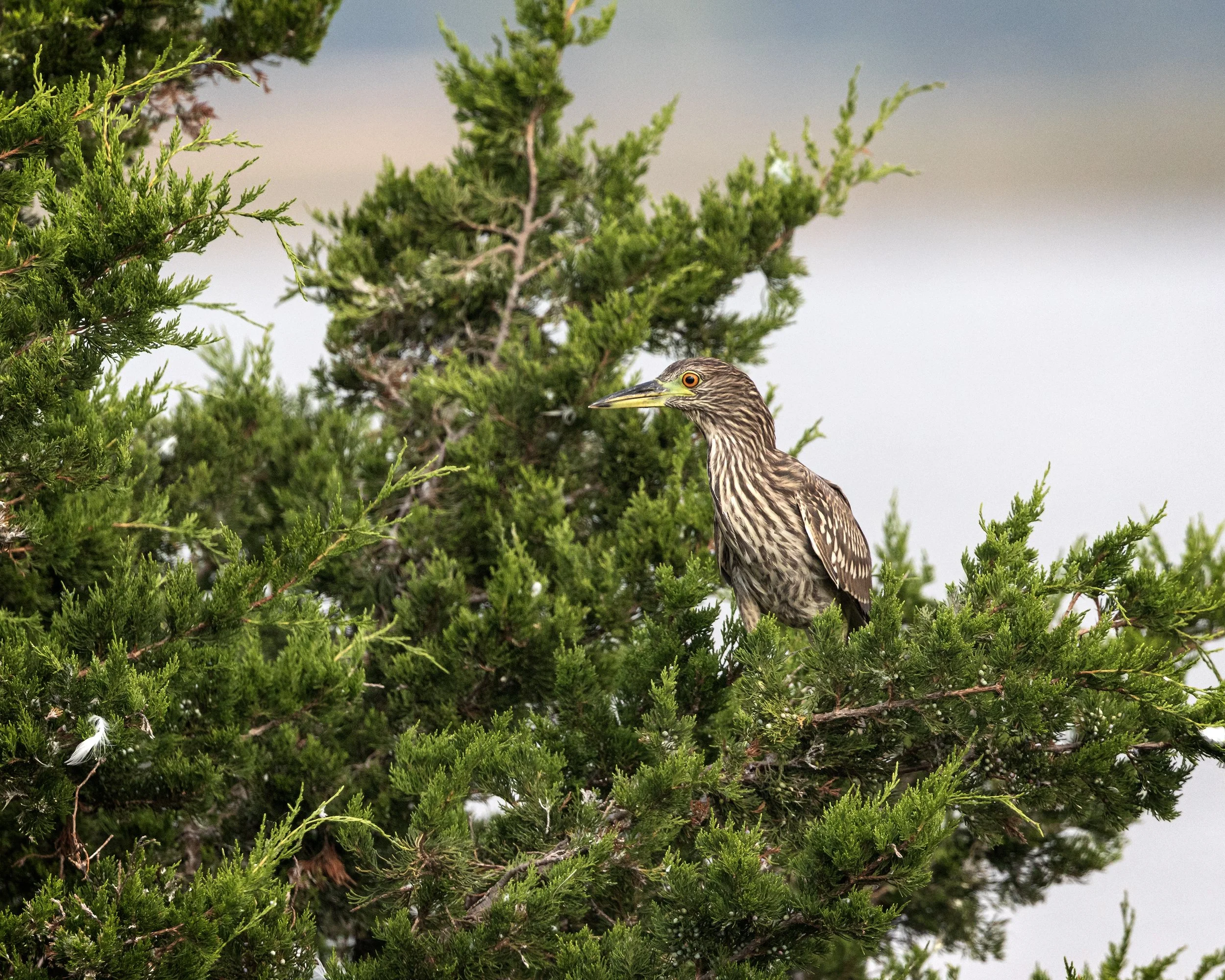  Forsythe NWR, NJ 2022 