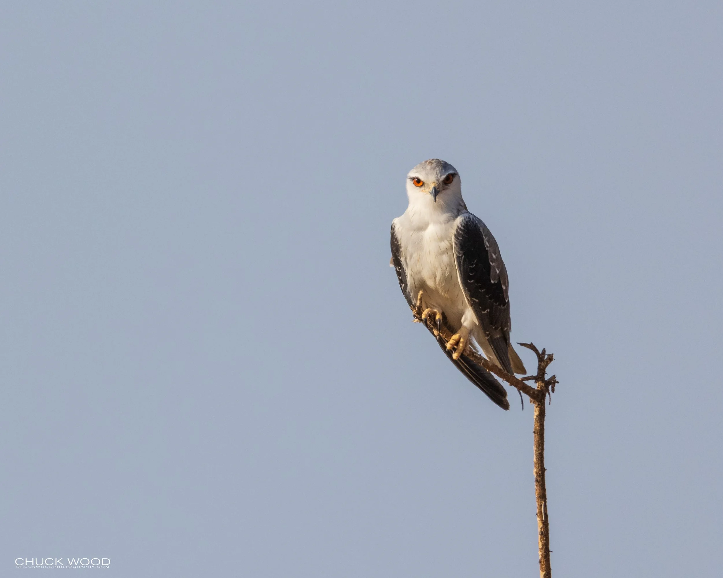 Tanrangire, Tanzania 2021 