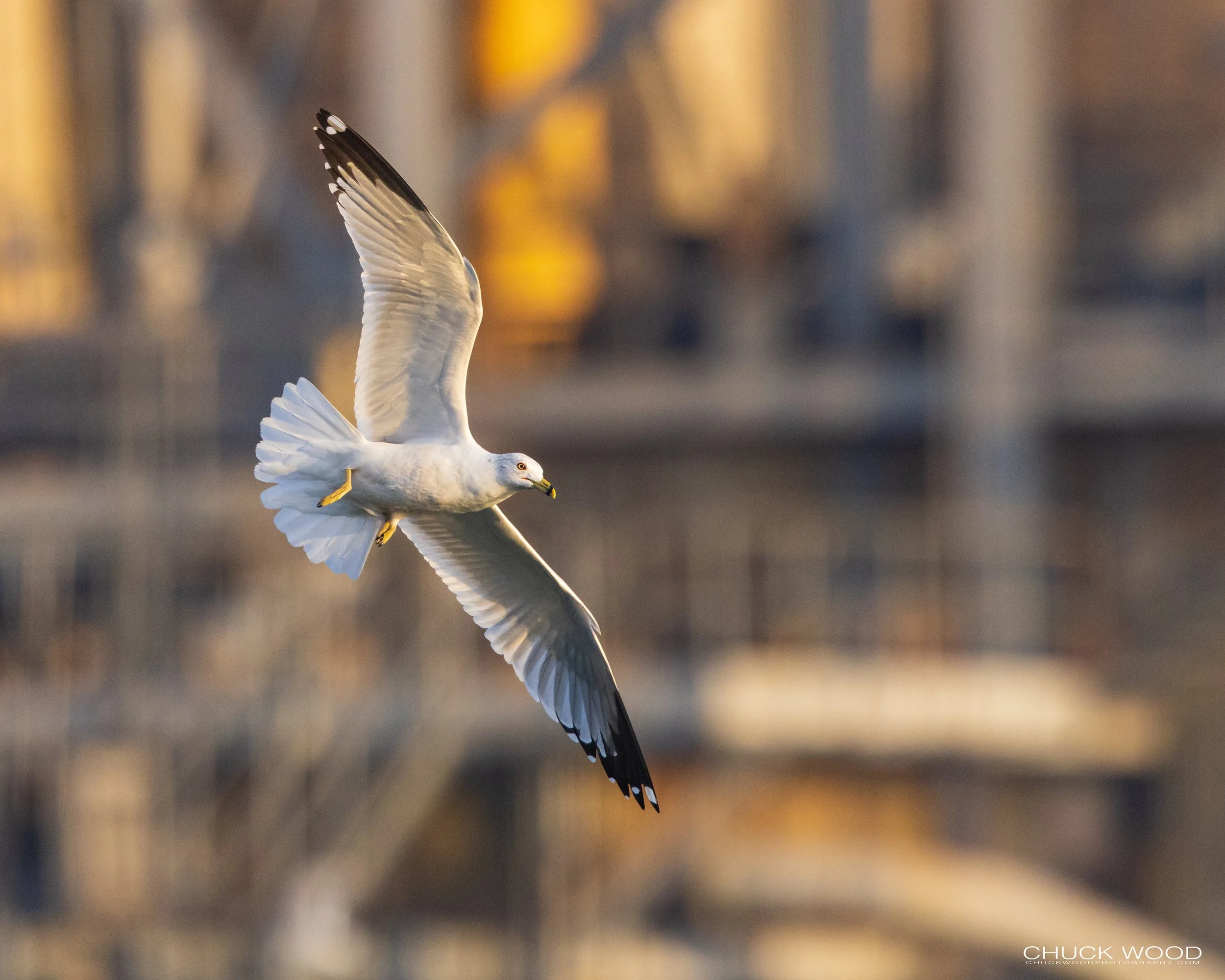  Conowingo Dam, MD 2022 
