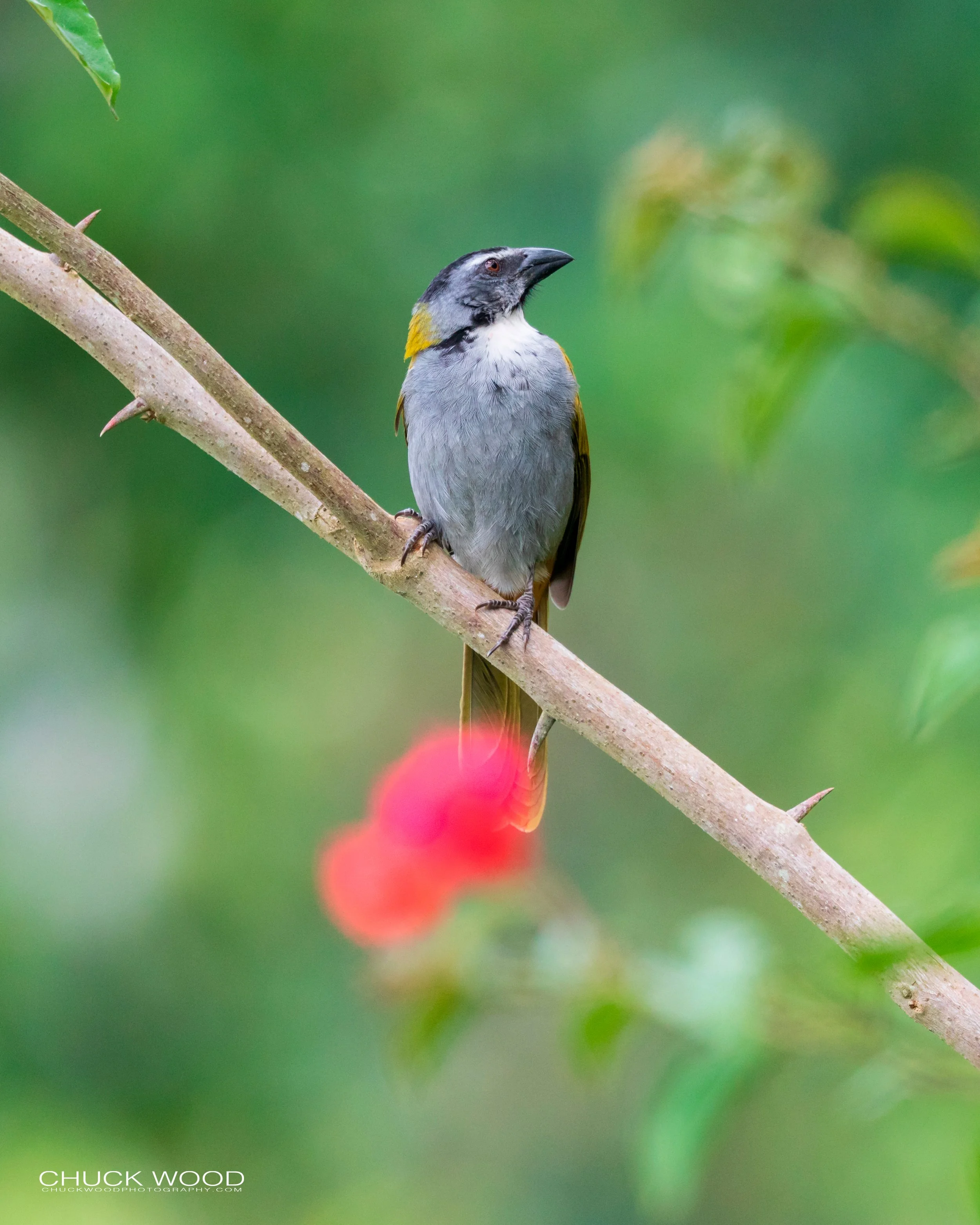 Rancho Naturalista, Costa Rica 2020 