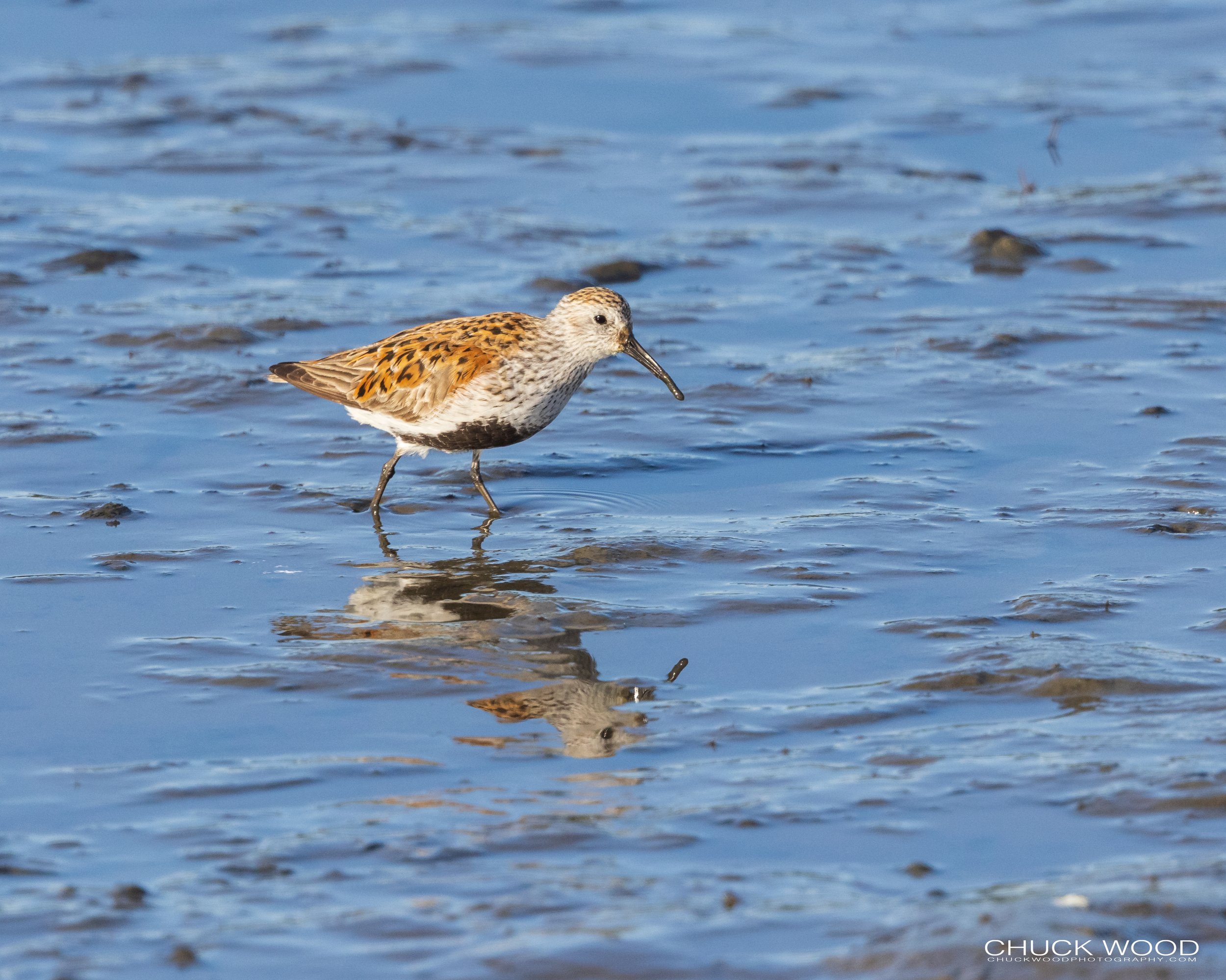  Forsythe NWR, NJ 2021 