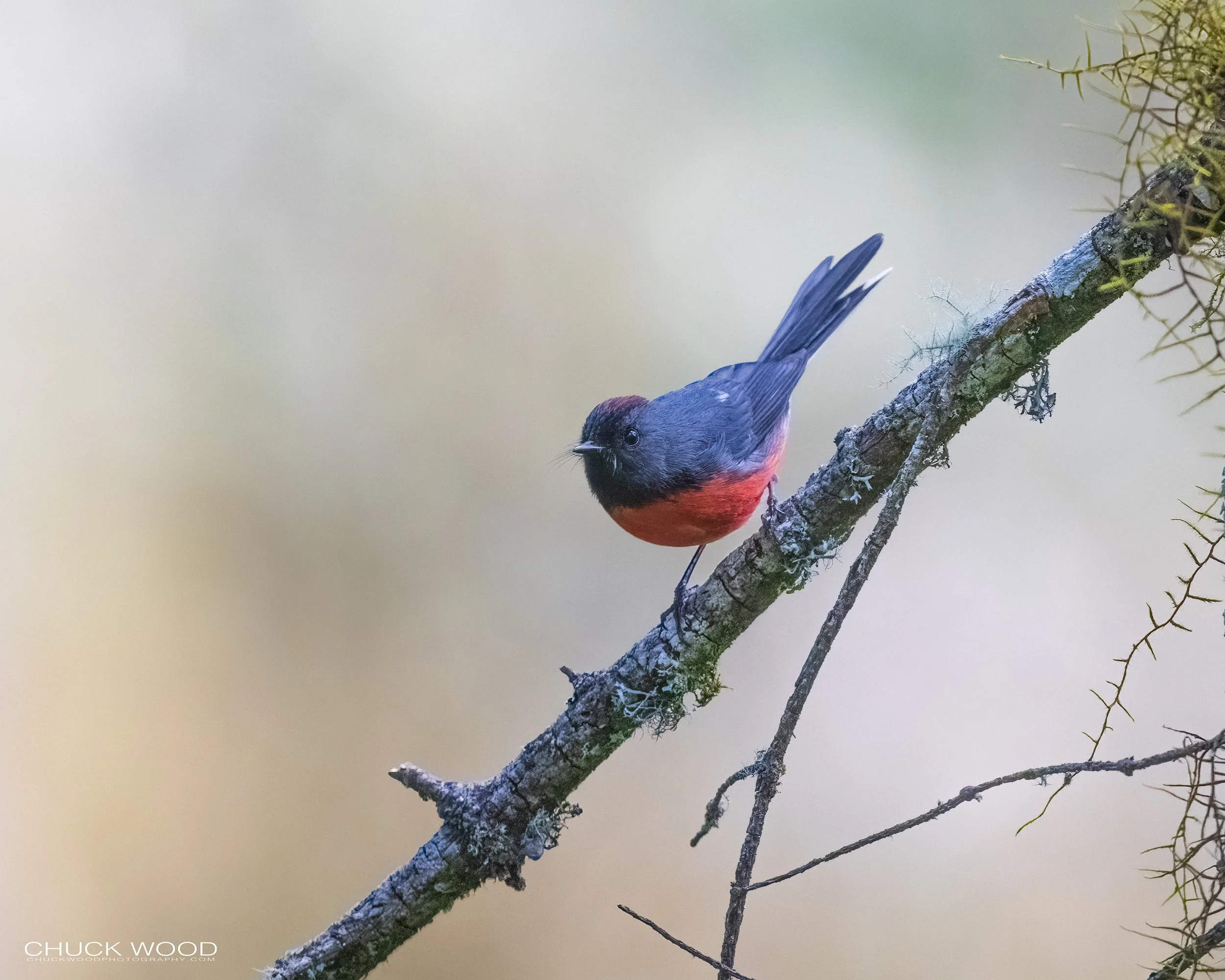  Camino La Cumbre Oaxaca, MX 2022 