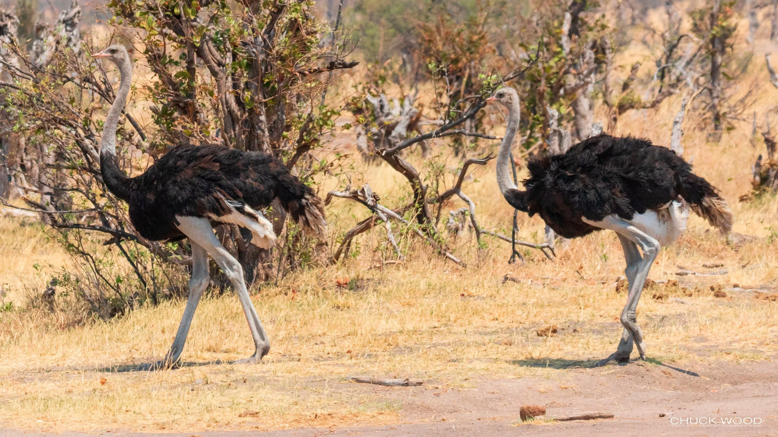 Hwange, Zimbabwe 2019 