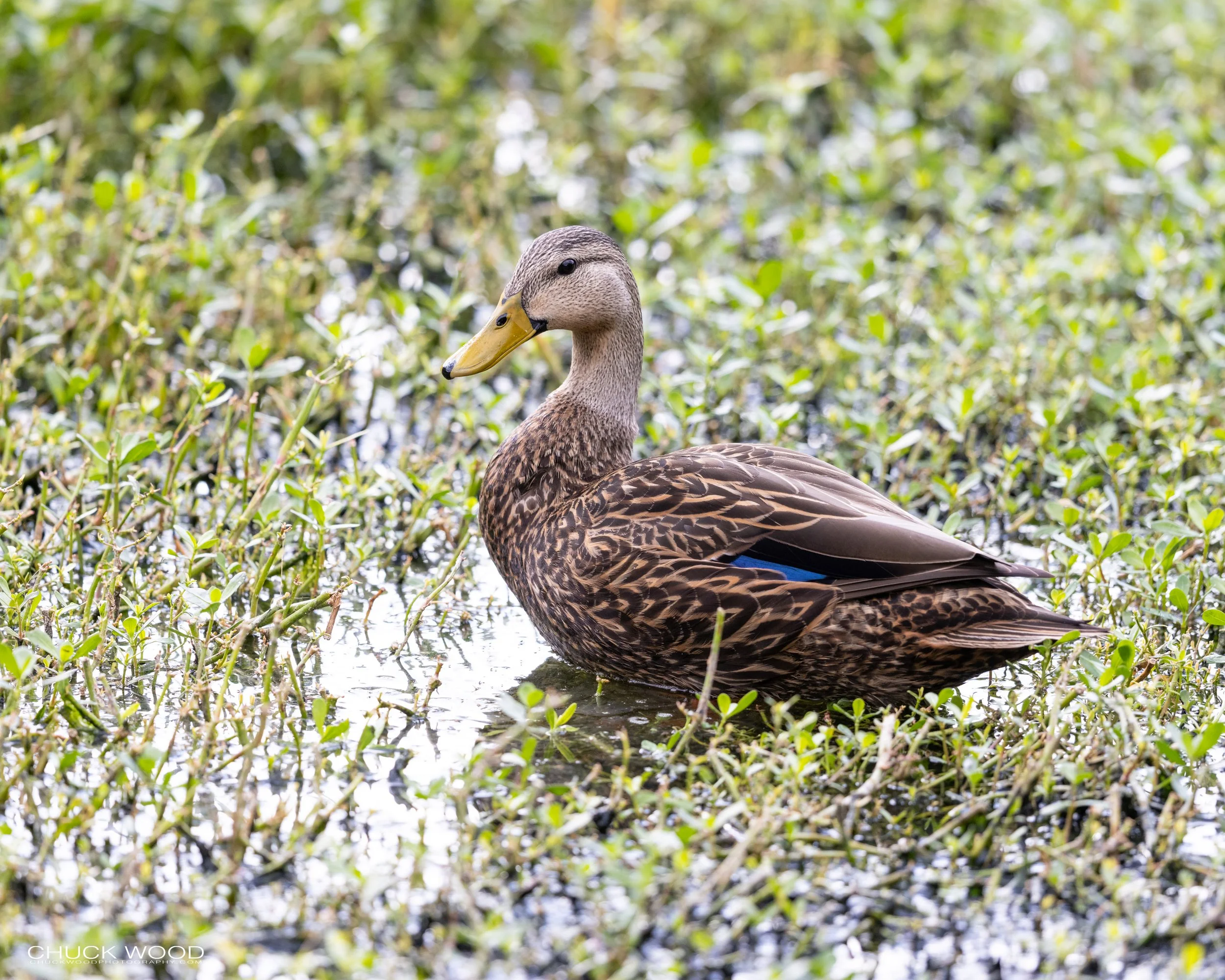  Wakodahatchee, FL 2021 