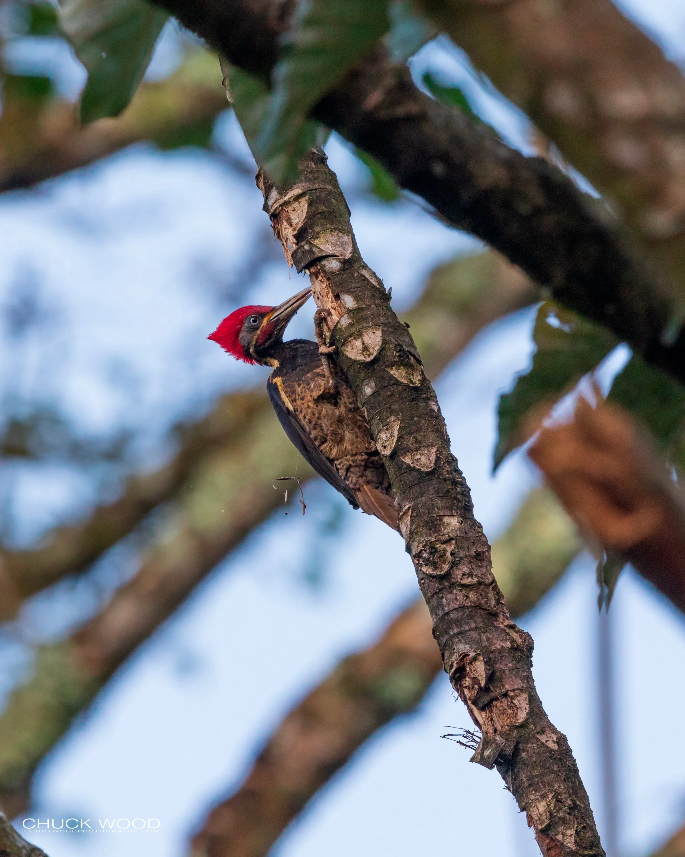  Rancho Naturalista, Costa Rica 2020 