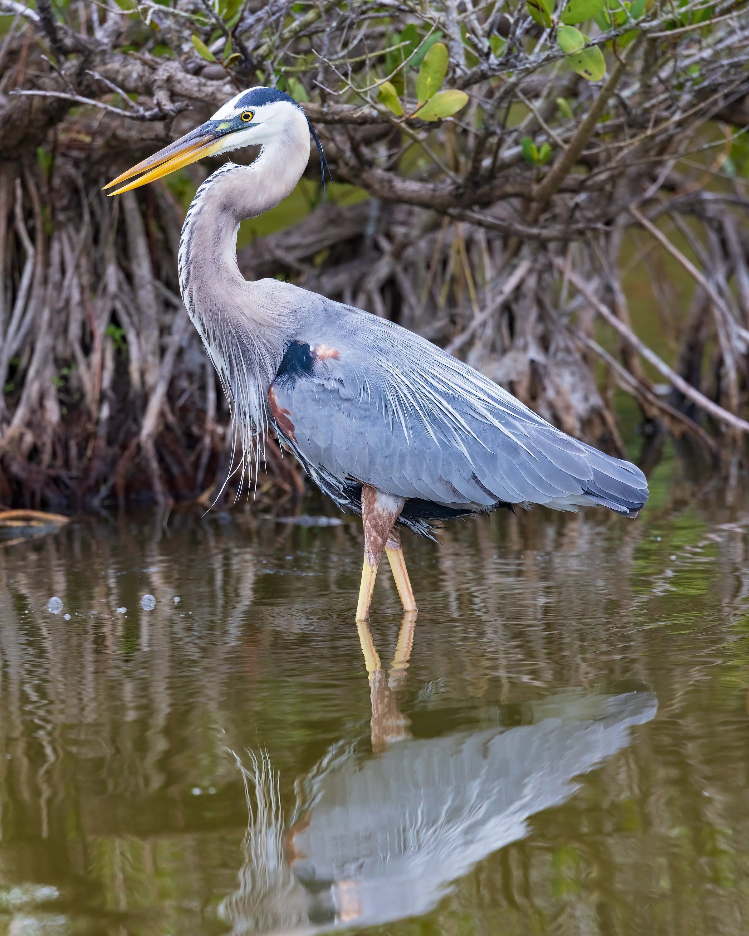  Merrit Island, FL 2023 