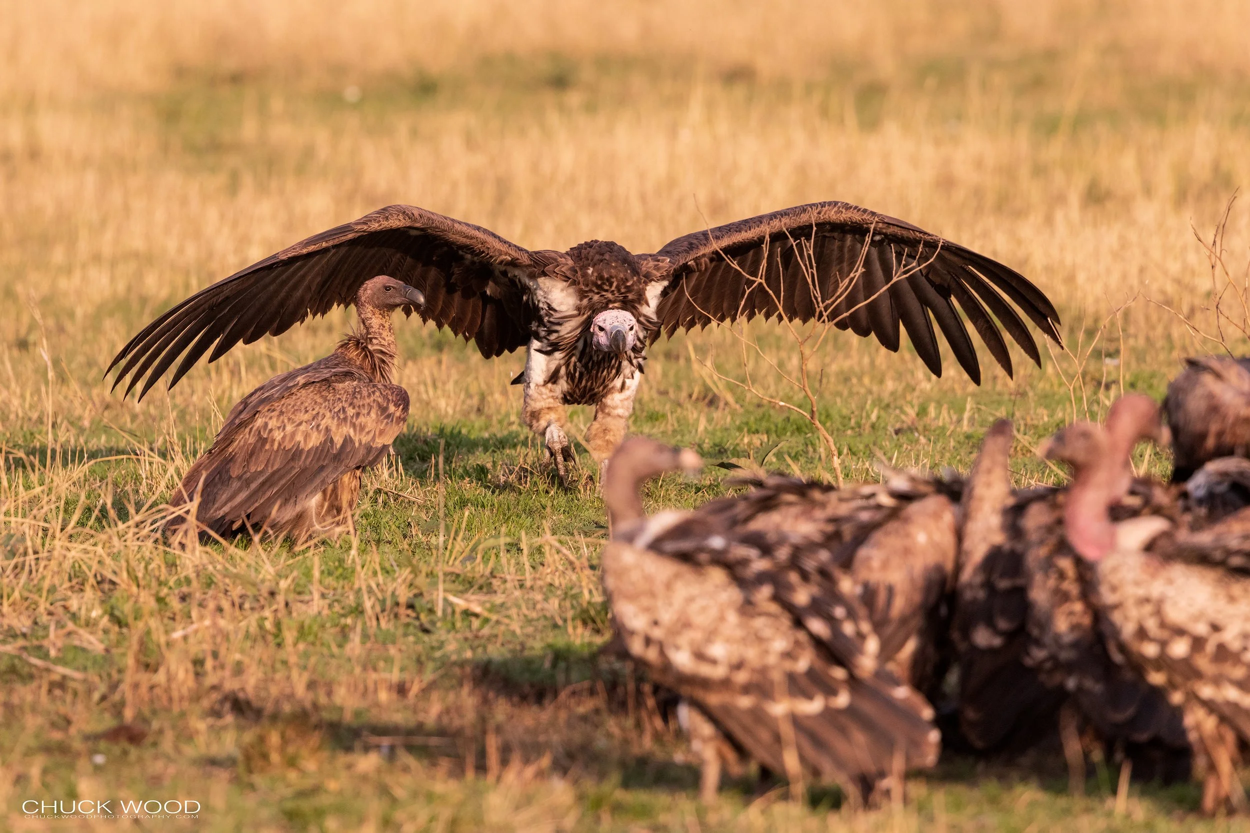  Serengeti, Tanzania 2021 