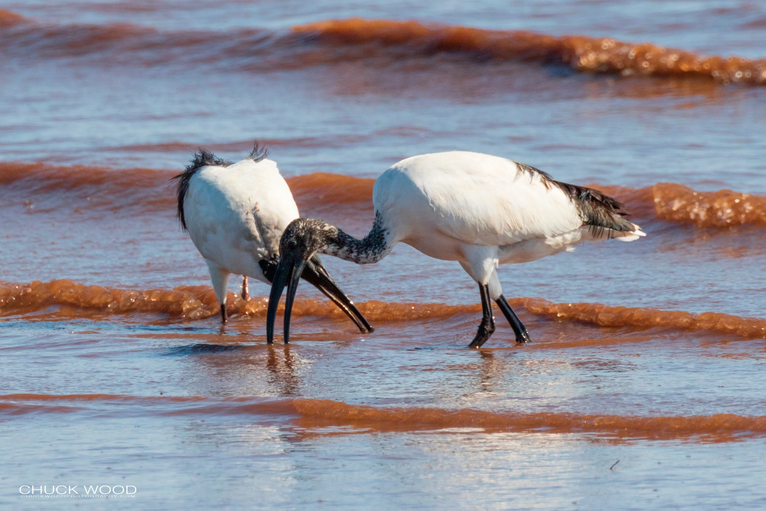  Lake Kariba, Zimbabwe 2019 