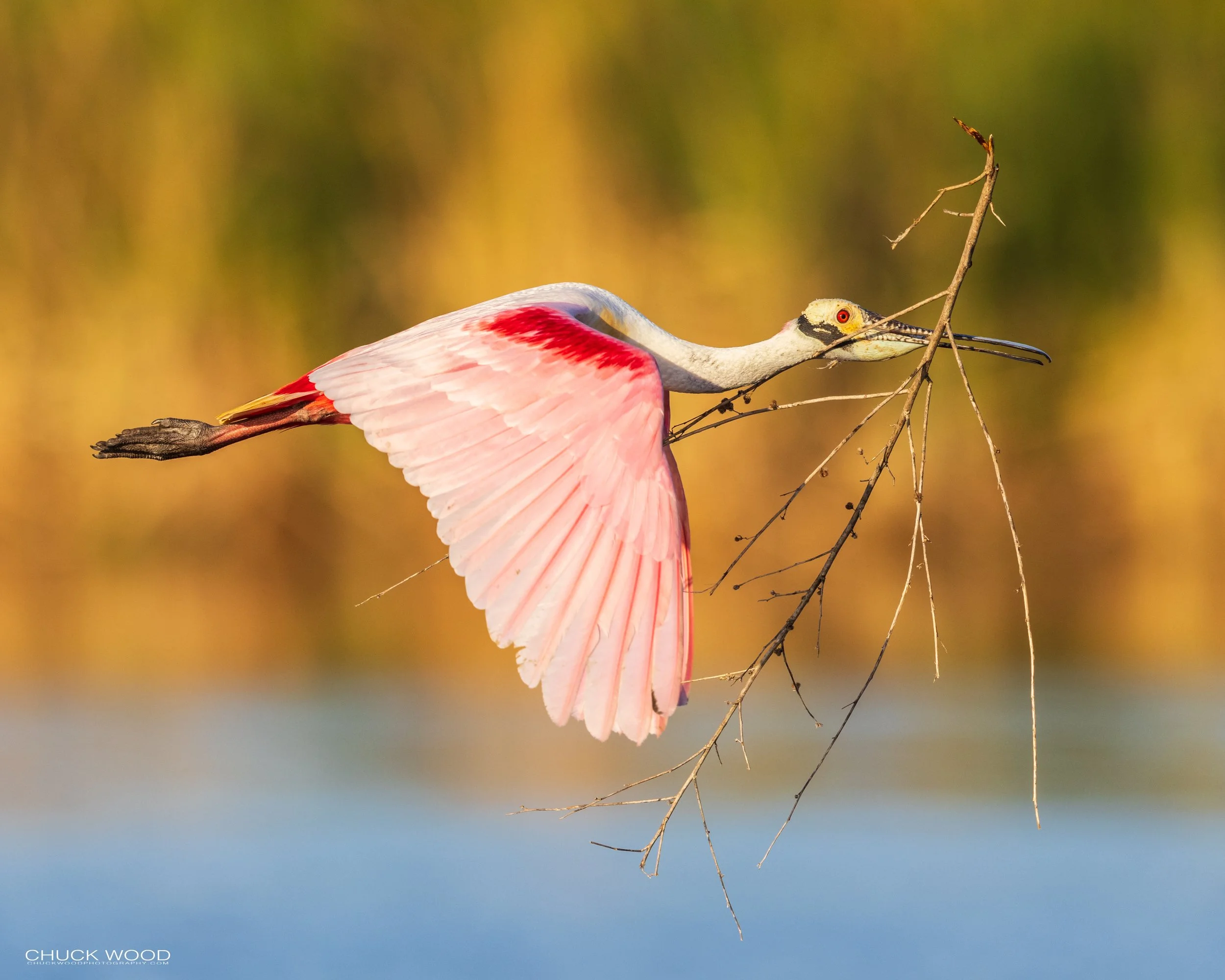  Stick Marsh, FL 2021 