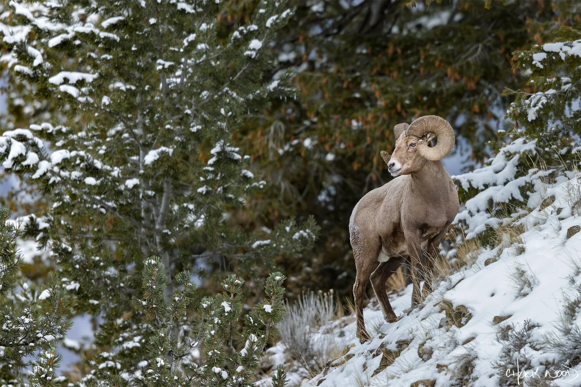 CW00620 Big Horn Yellowstone 2026-2000-sig.jpg