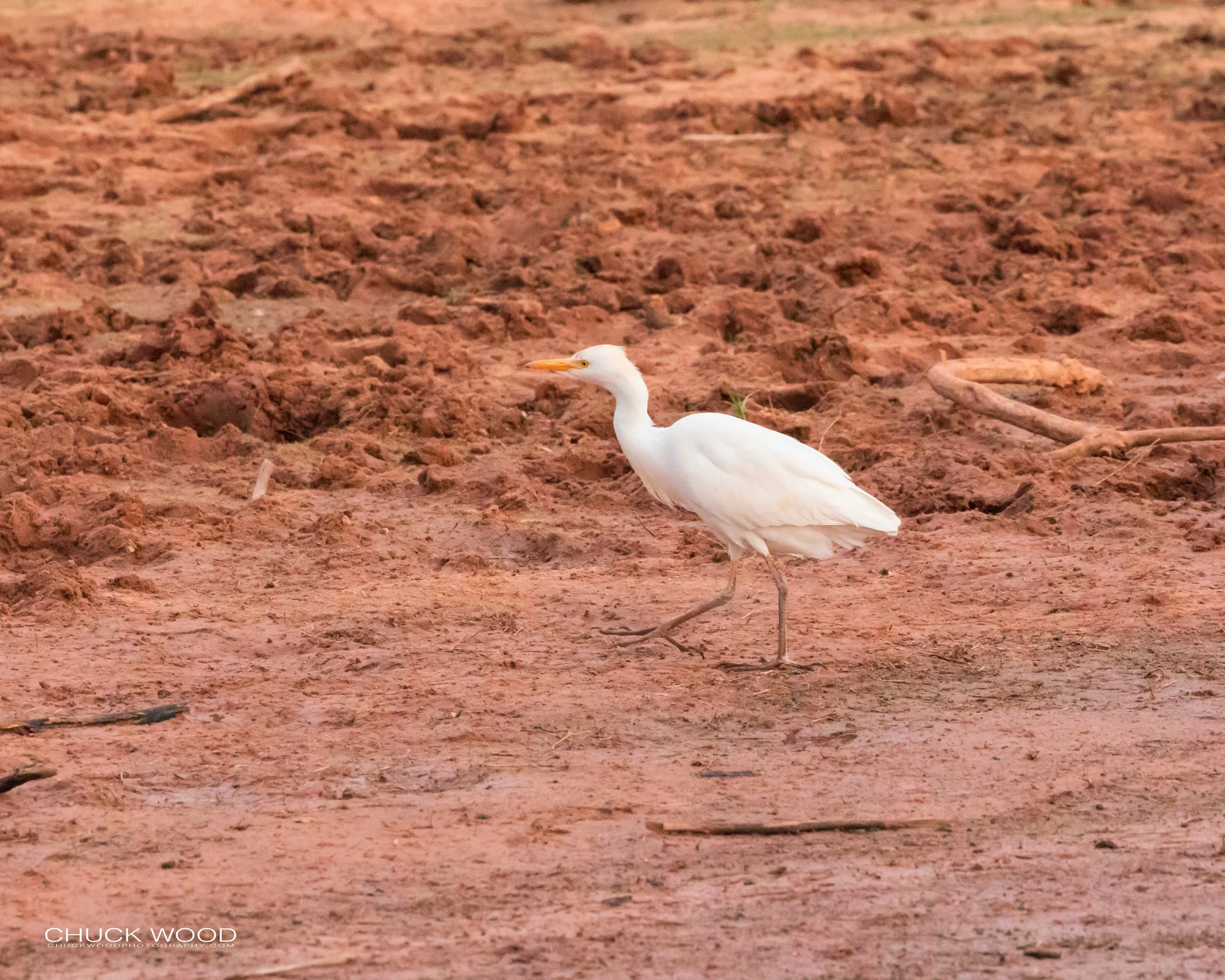  Lake Kariba, Zimbabwe 2019 