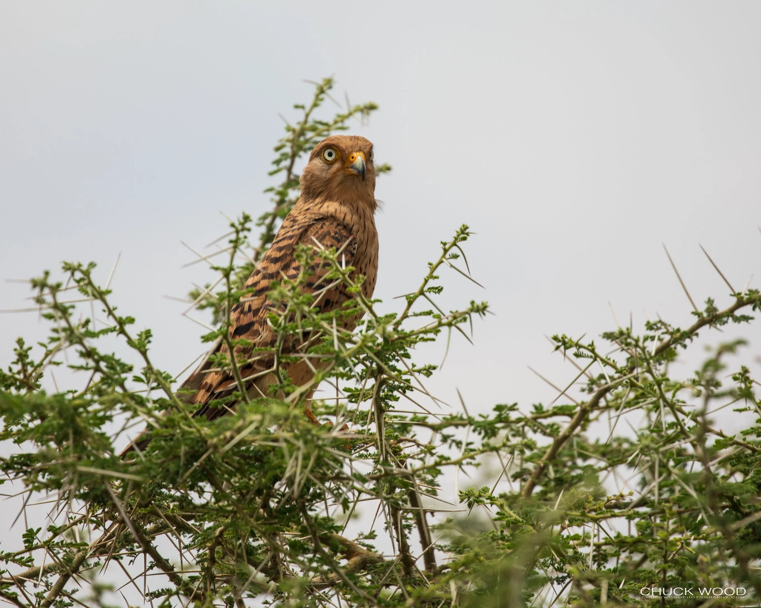  Ngorongoro Crater, Tanzania 2021 