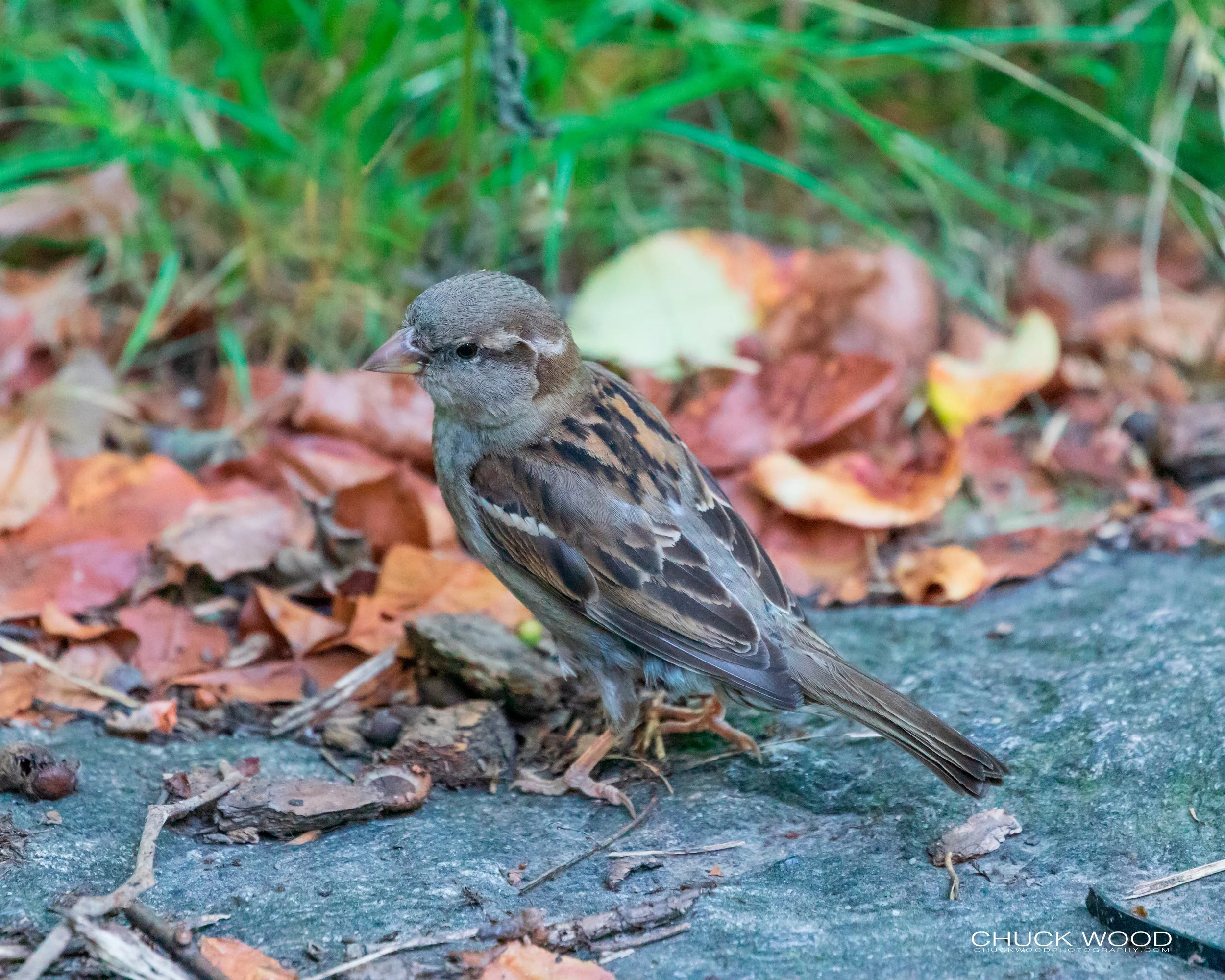 Central Park NYC, 2019 