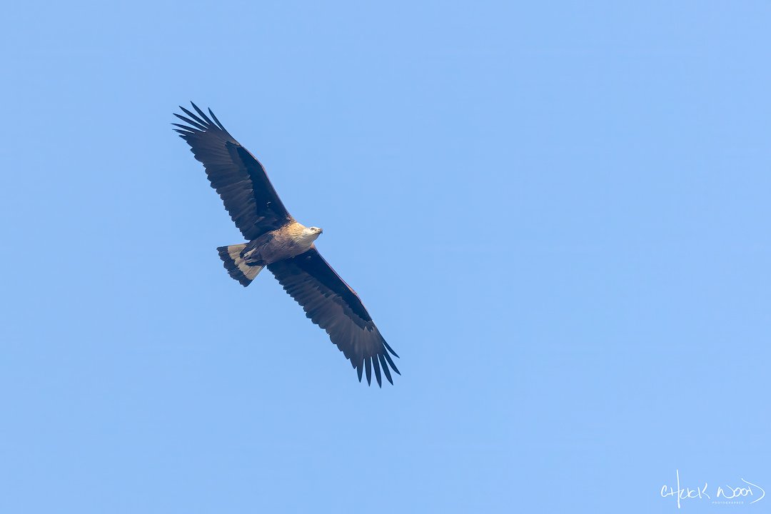  Jim Corbett National Park, India 2025 