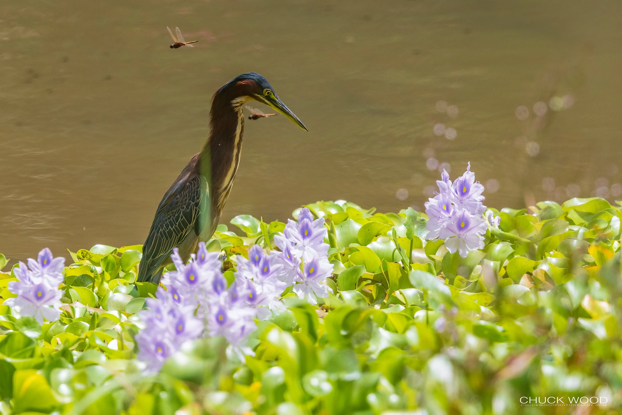  Macaw Lodge, Costa Rica 2023 