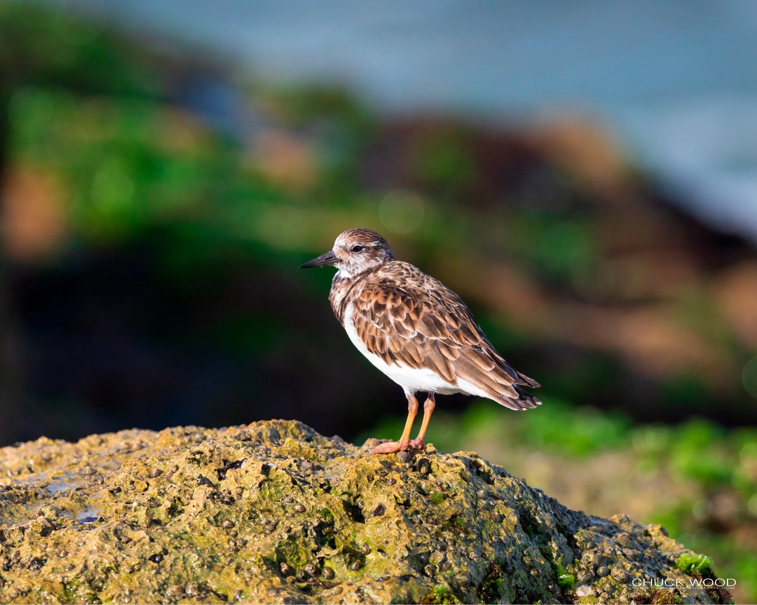  Sebastian Inlet, FL 2020 