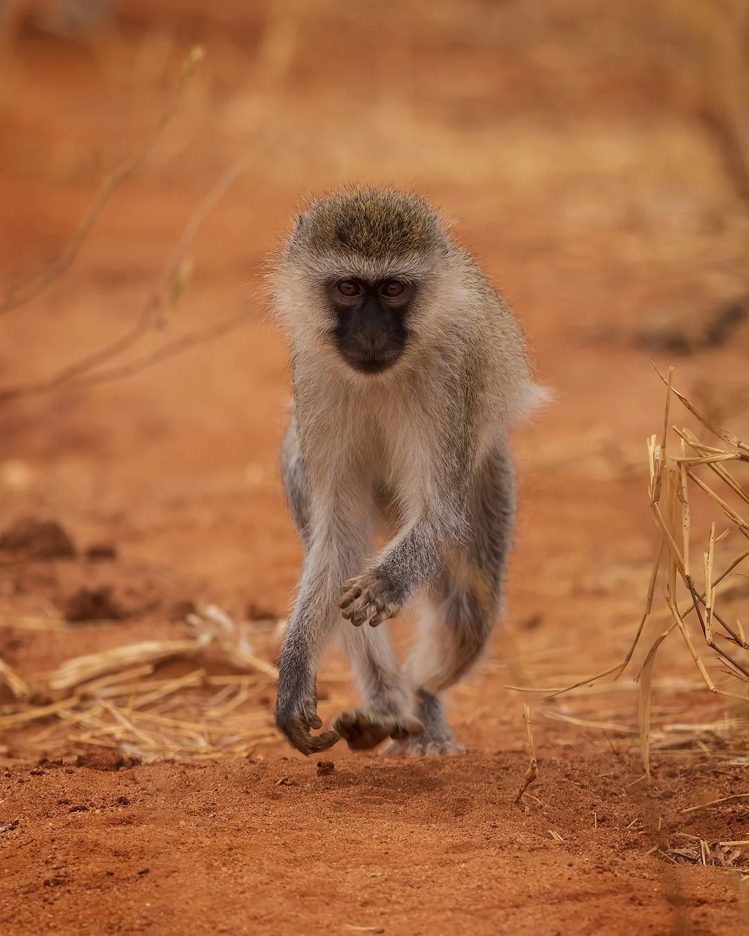 CW00053-Vervet-Monkey-Tarangire-1080.jpg