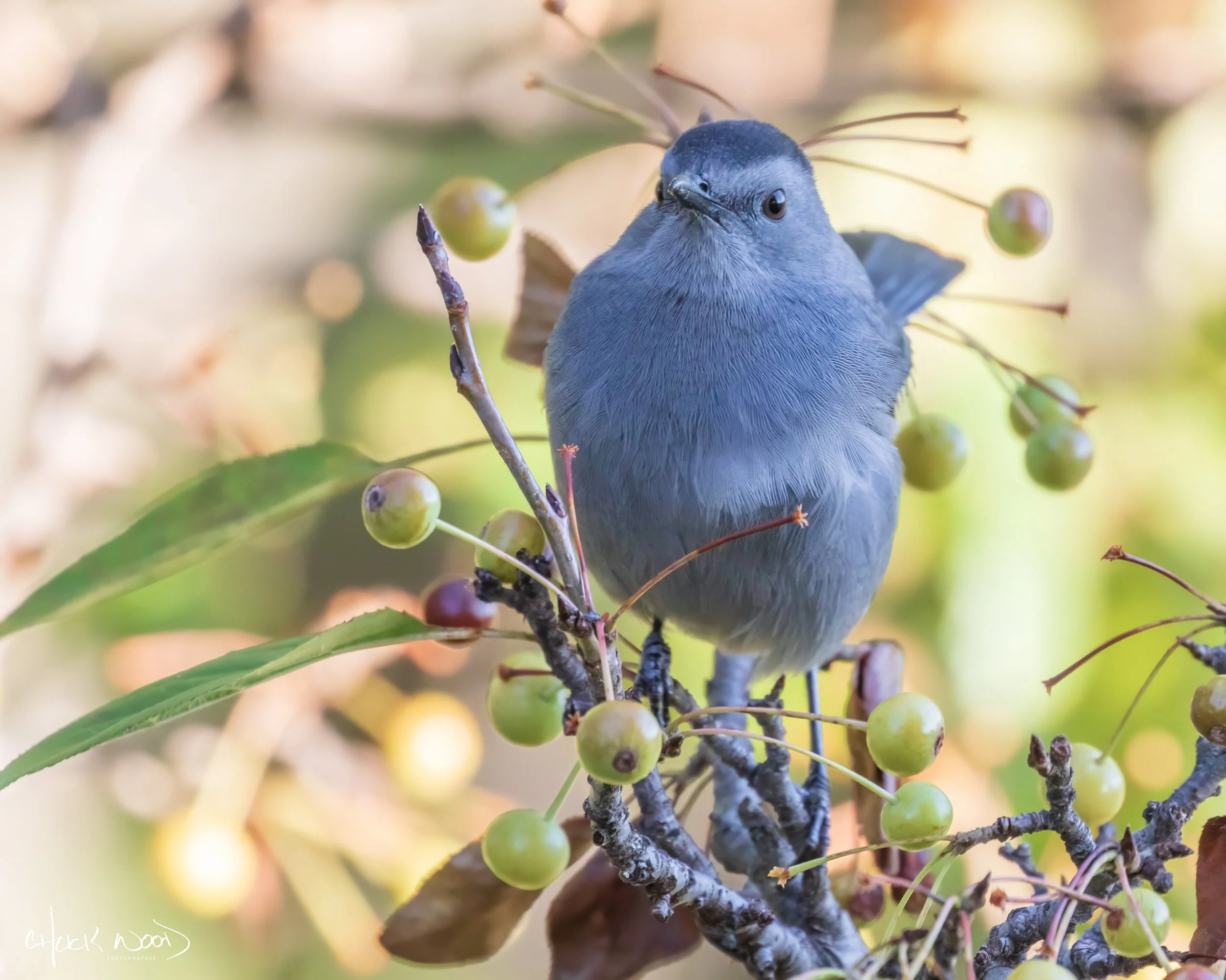  Central Park NYC, 2019 