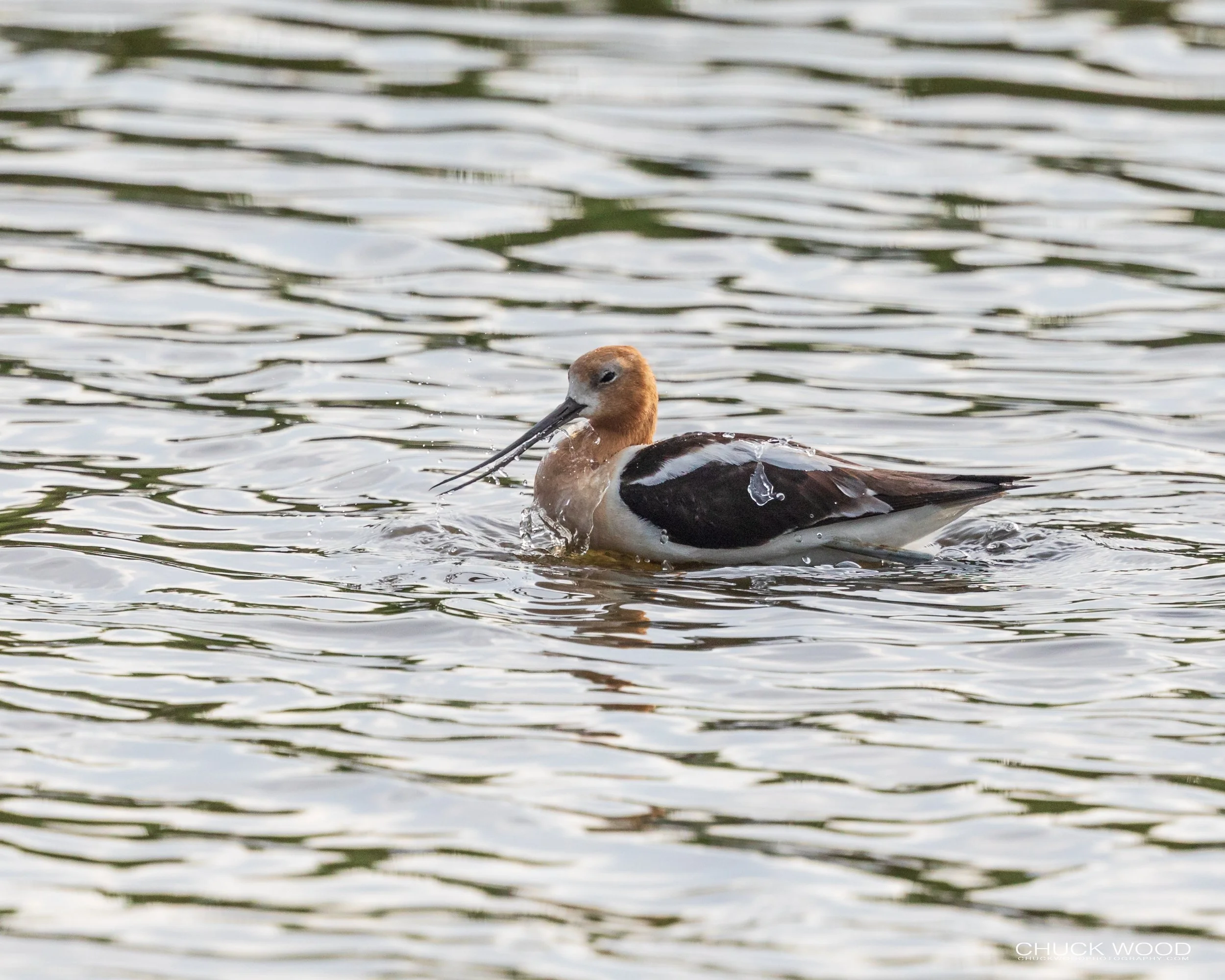  Forsythe NWR, NJ 2020 