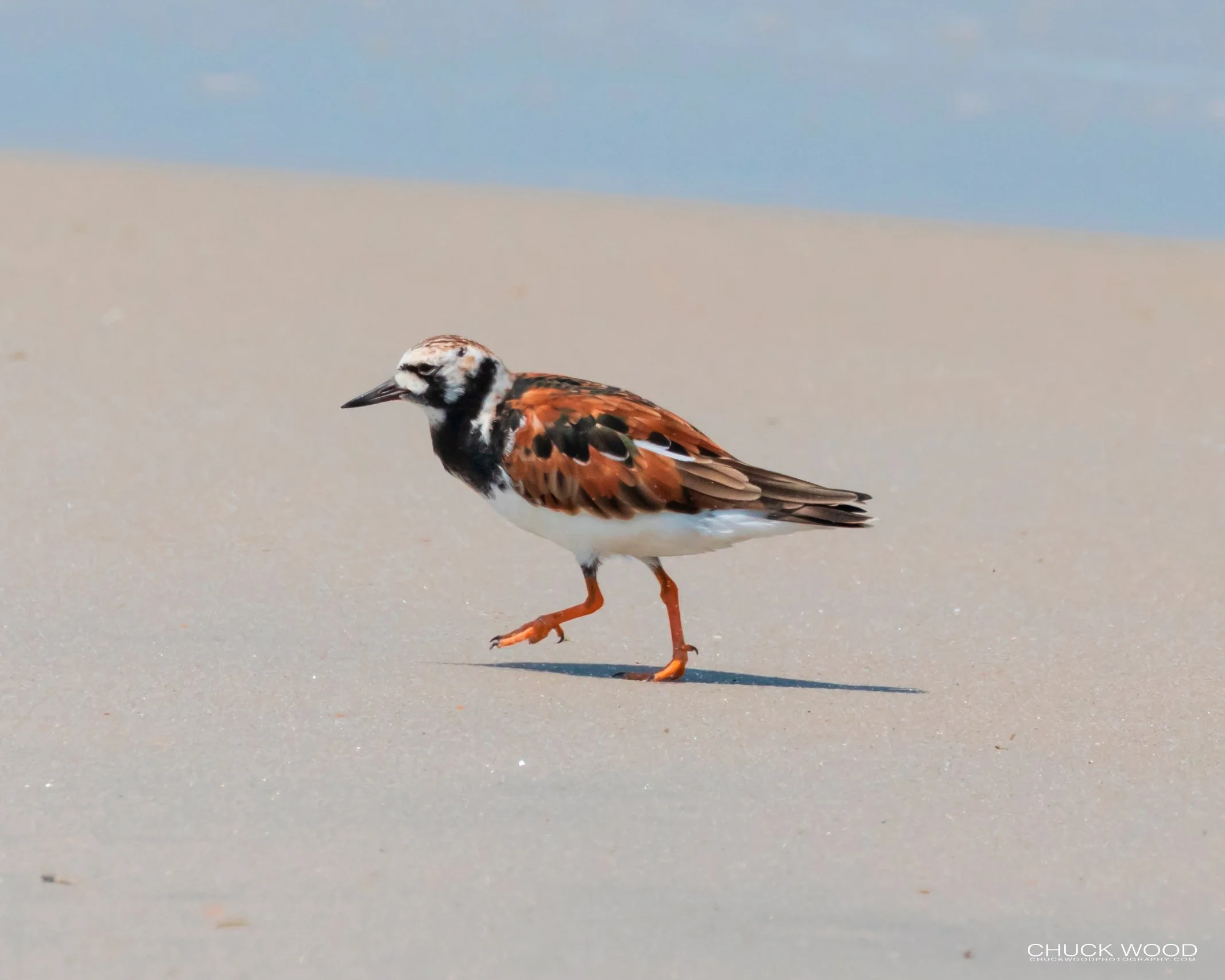  Pea Island NWR, NC 2019 