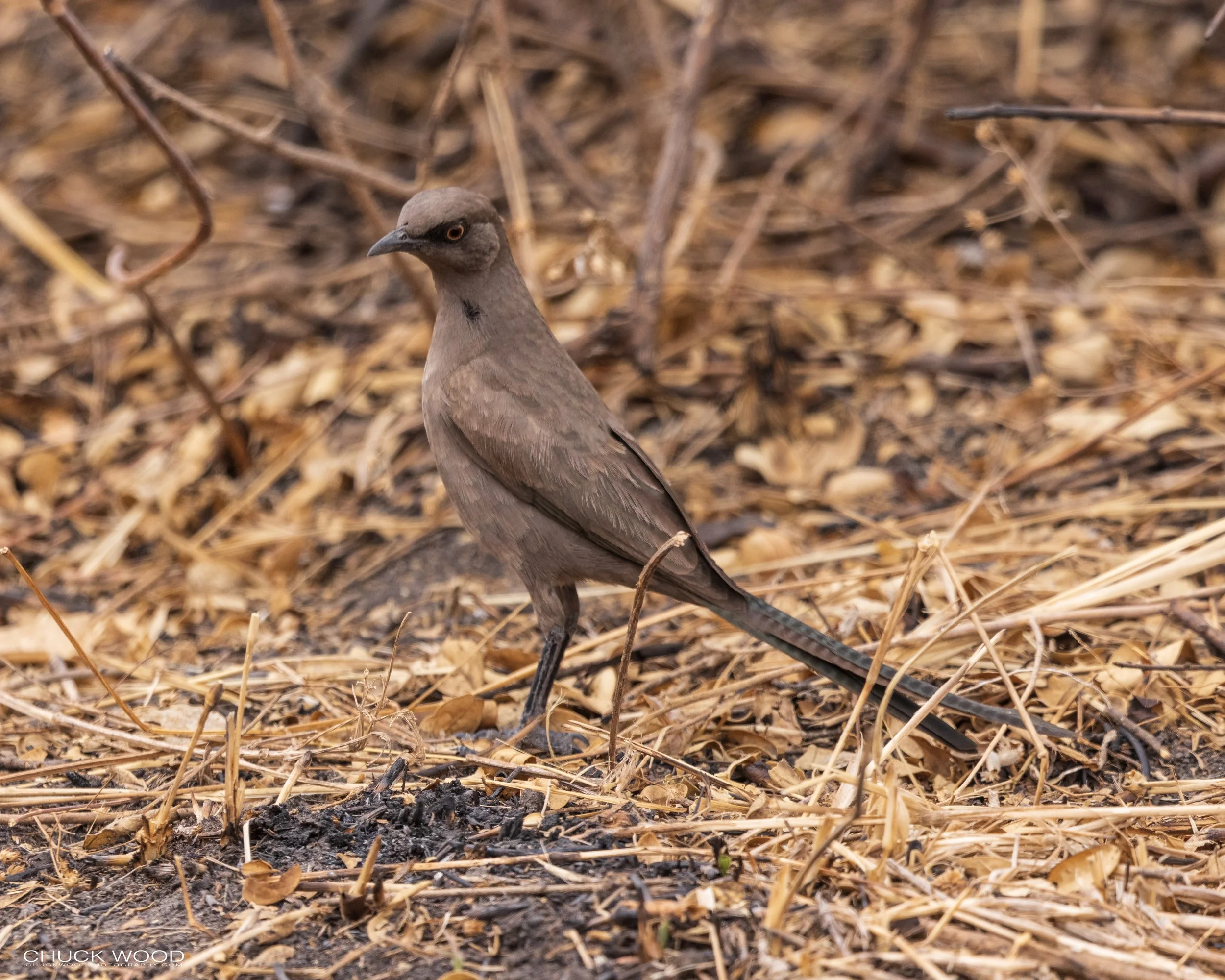   Tarangire, Tanzania 2021 