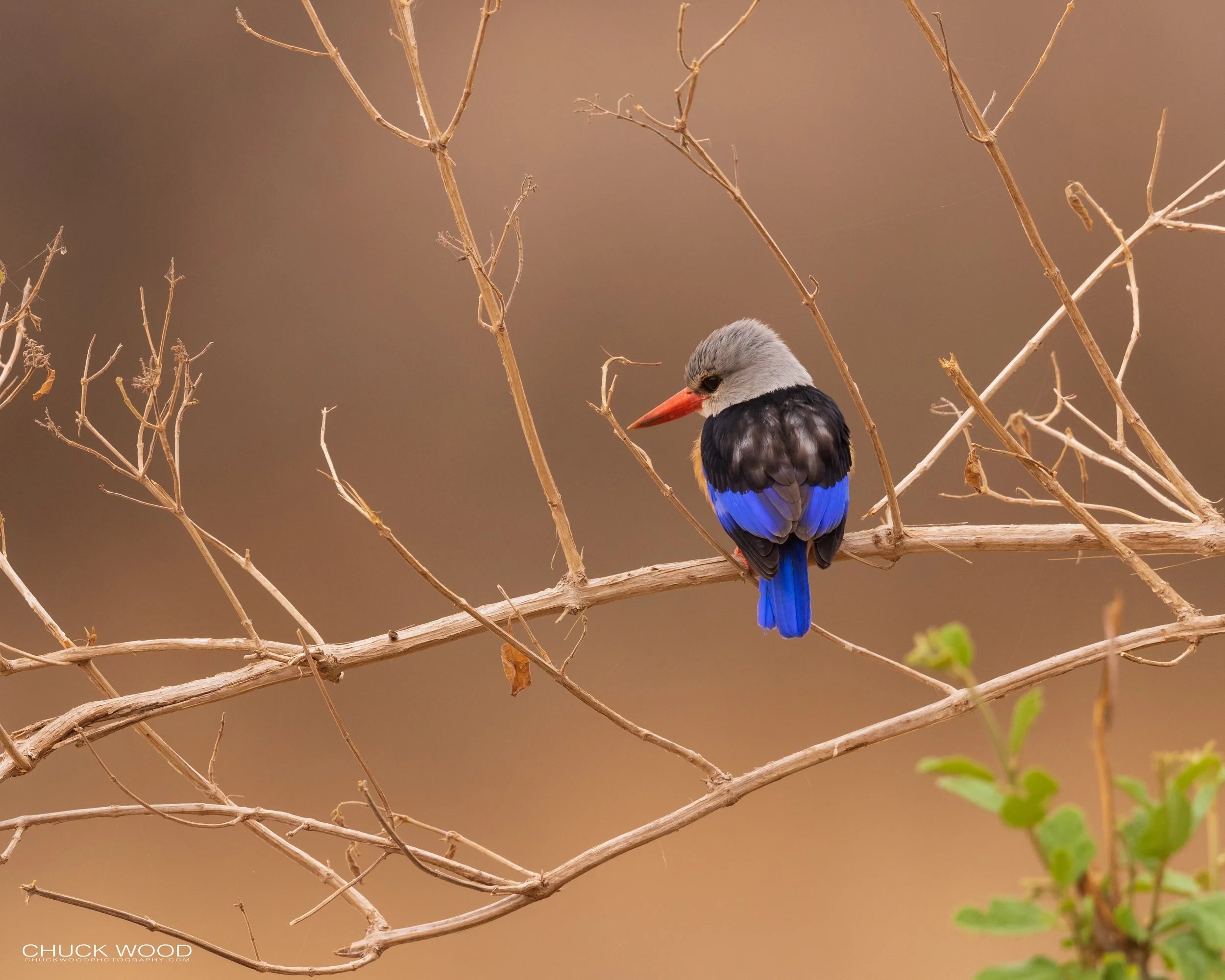  Tarangire, Tanzania 2021 